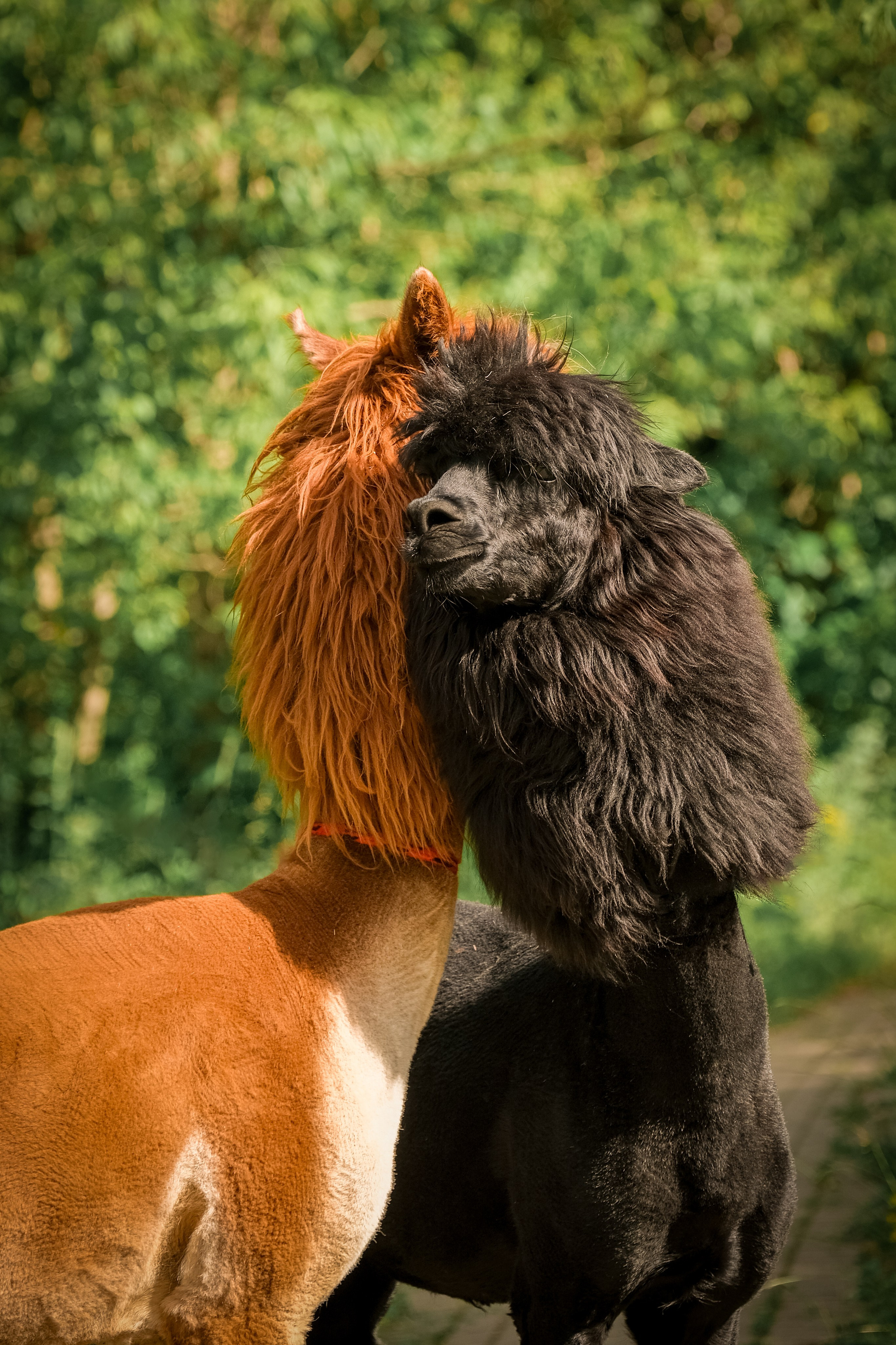 Альпаки). Зоофотограф, фотограф животных в Москве и области Дина Дамоцева