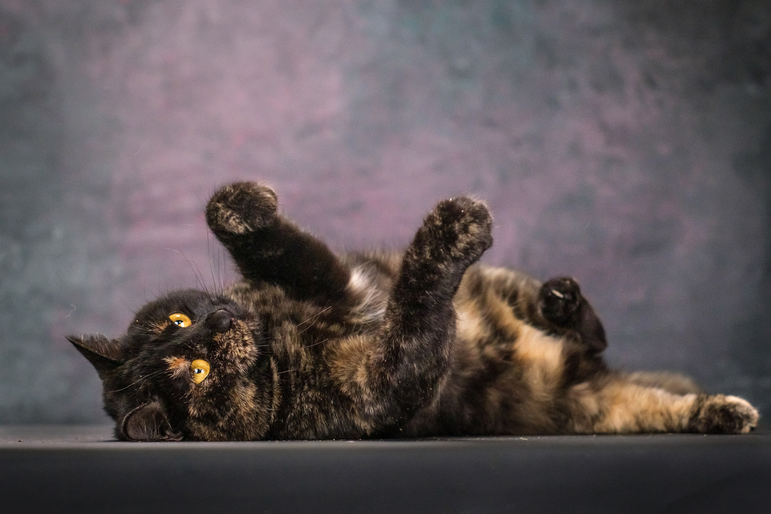 Котики Мурмурии). Зоофотограф, фотограф животных в Москве и области Дина Дамоцева