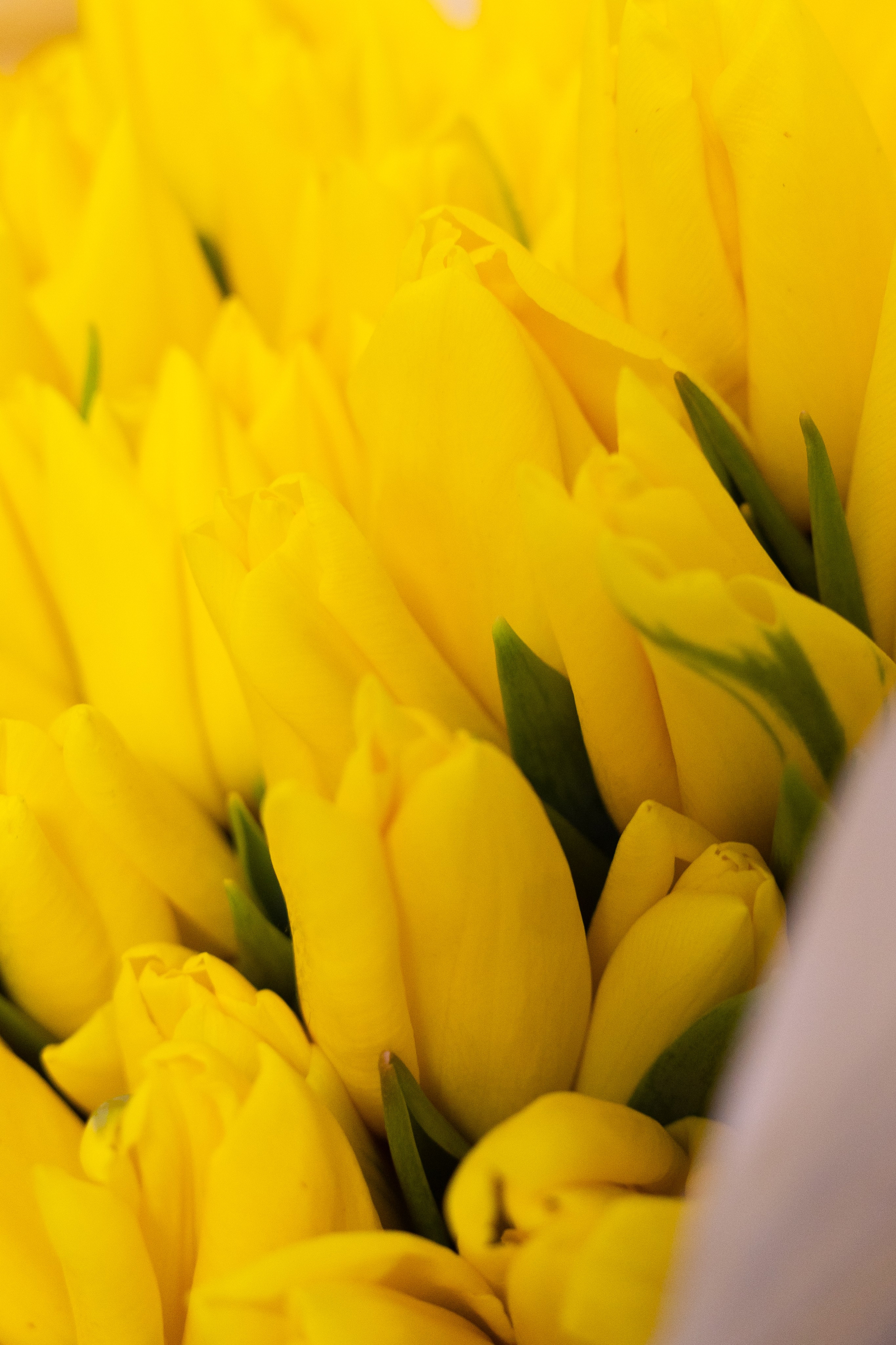 желтные тюльпаны, крупный план