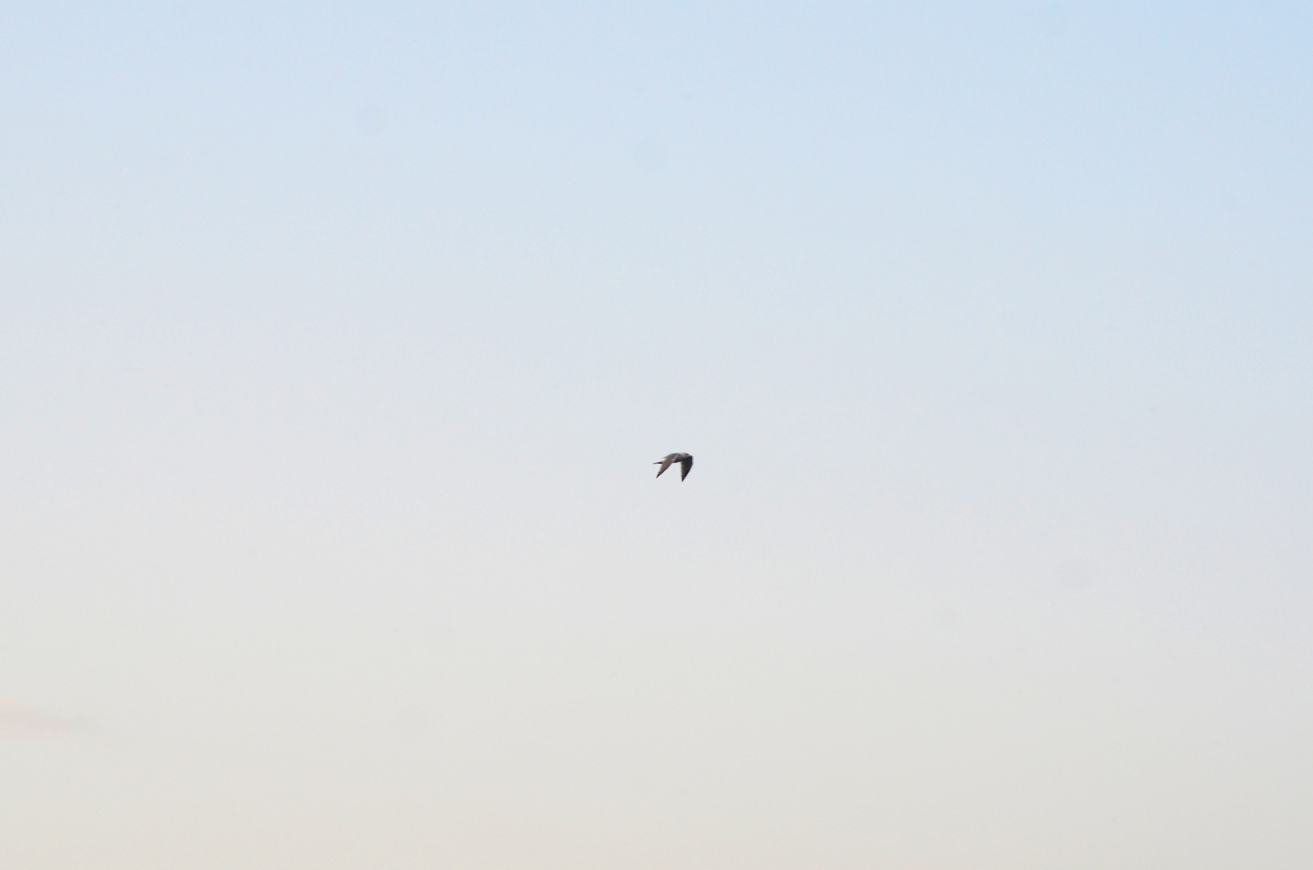 Системы хранения с фасадами из дикого дерева. Авторская фотография. Близнецовые пламёна