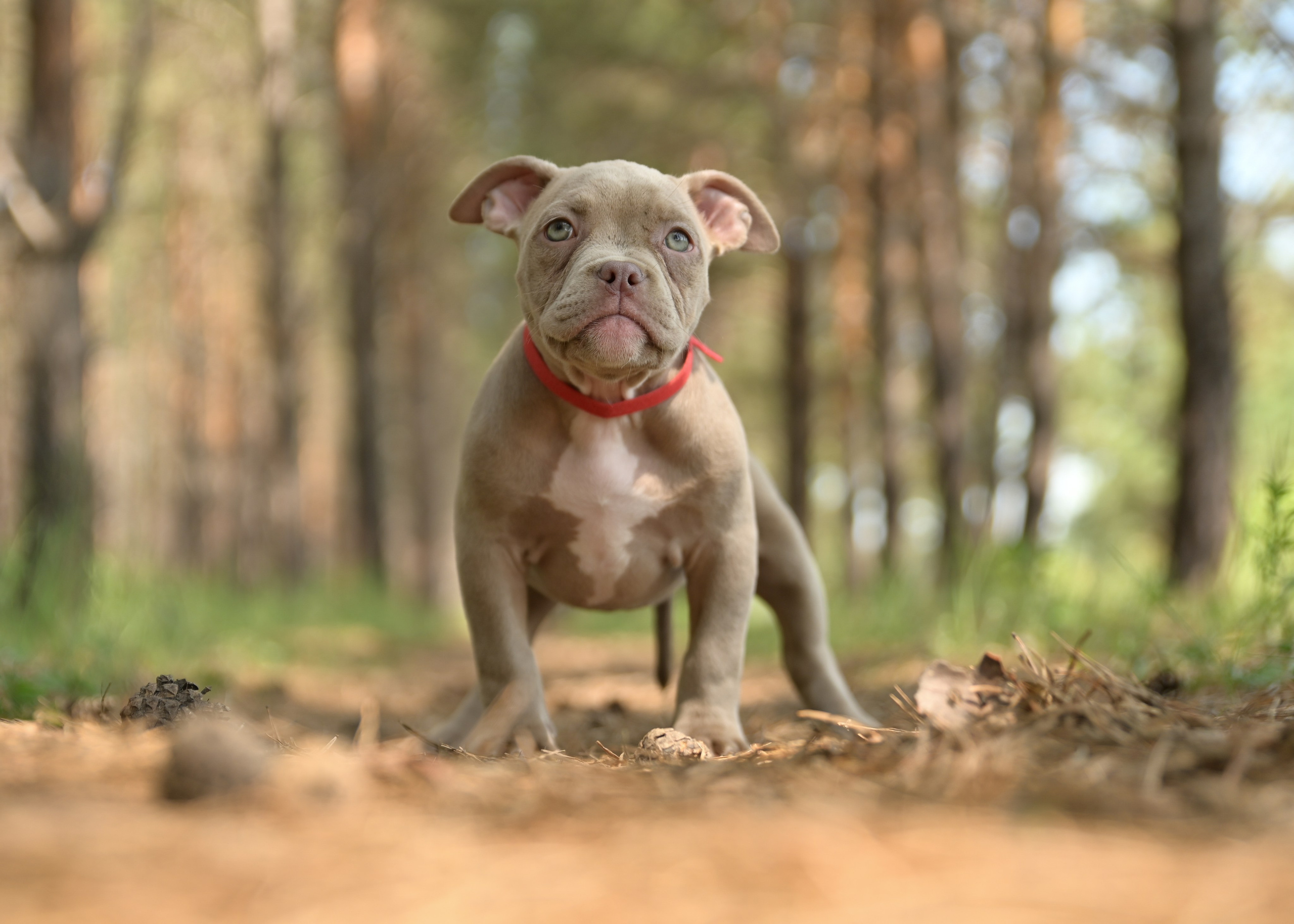 Свободные щенки Американский Булли в Иркутске. Питомник собак Иркутск