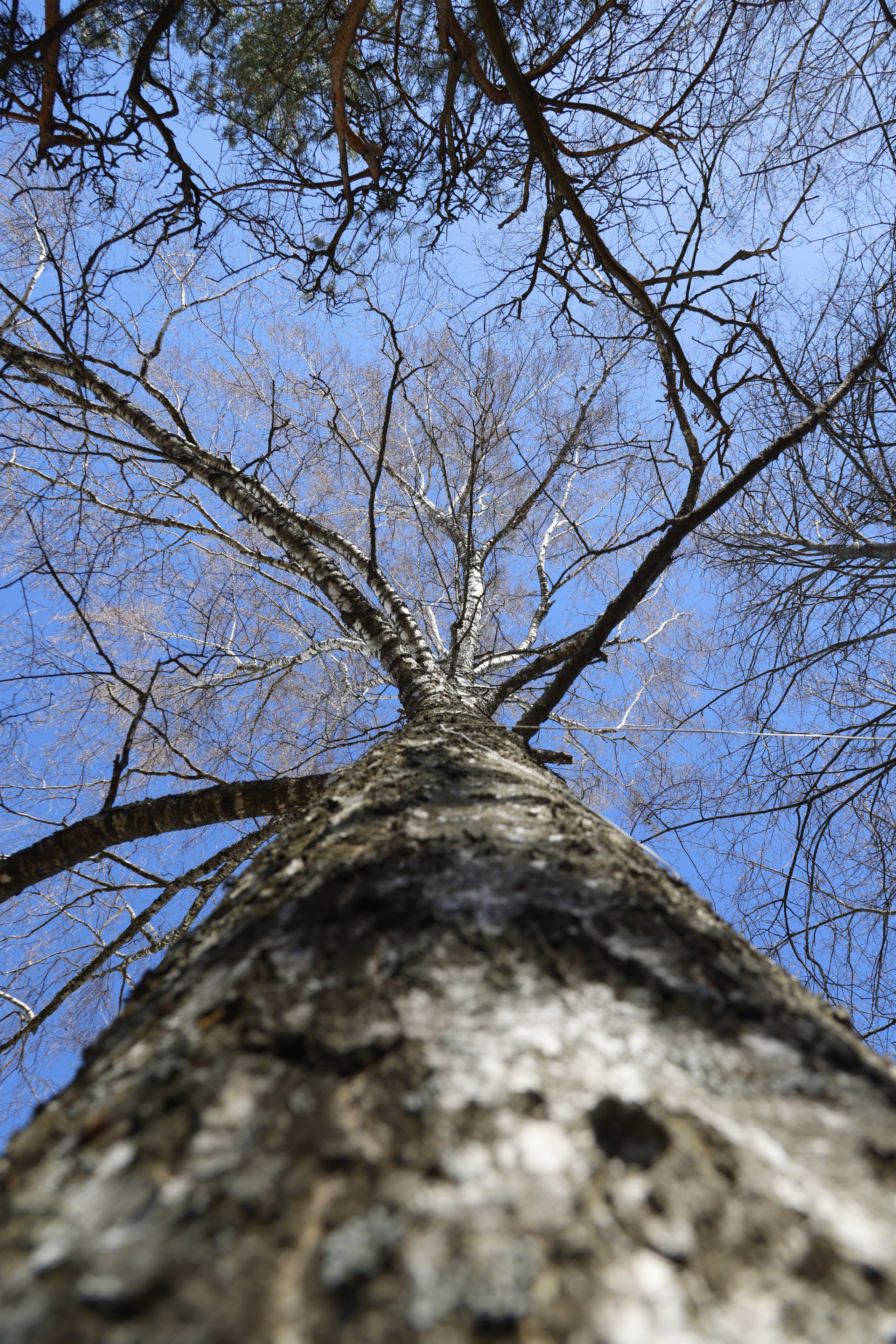 Природа. Фотохудожник BID