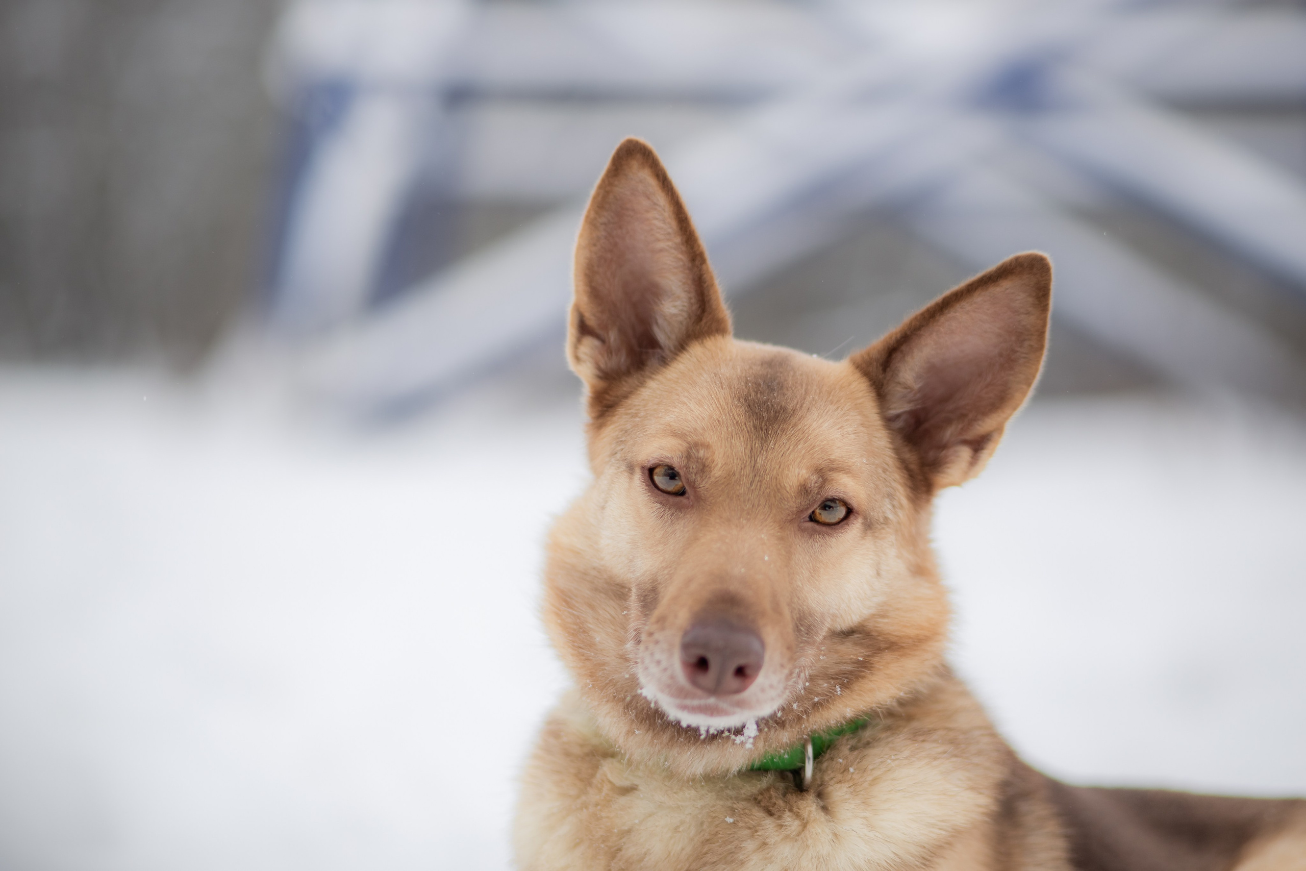 Фотосессии животных. Детский фотограф, фотограф-анималист