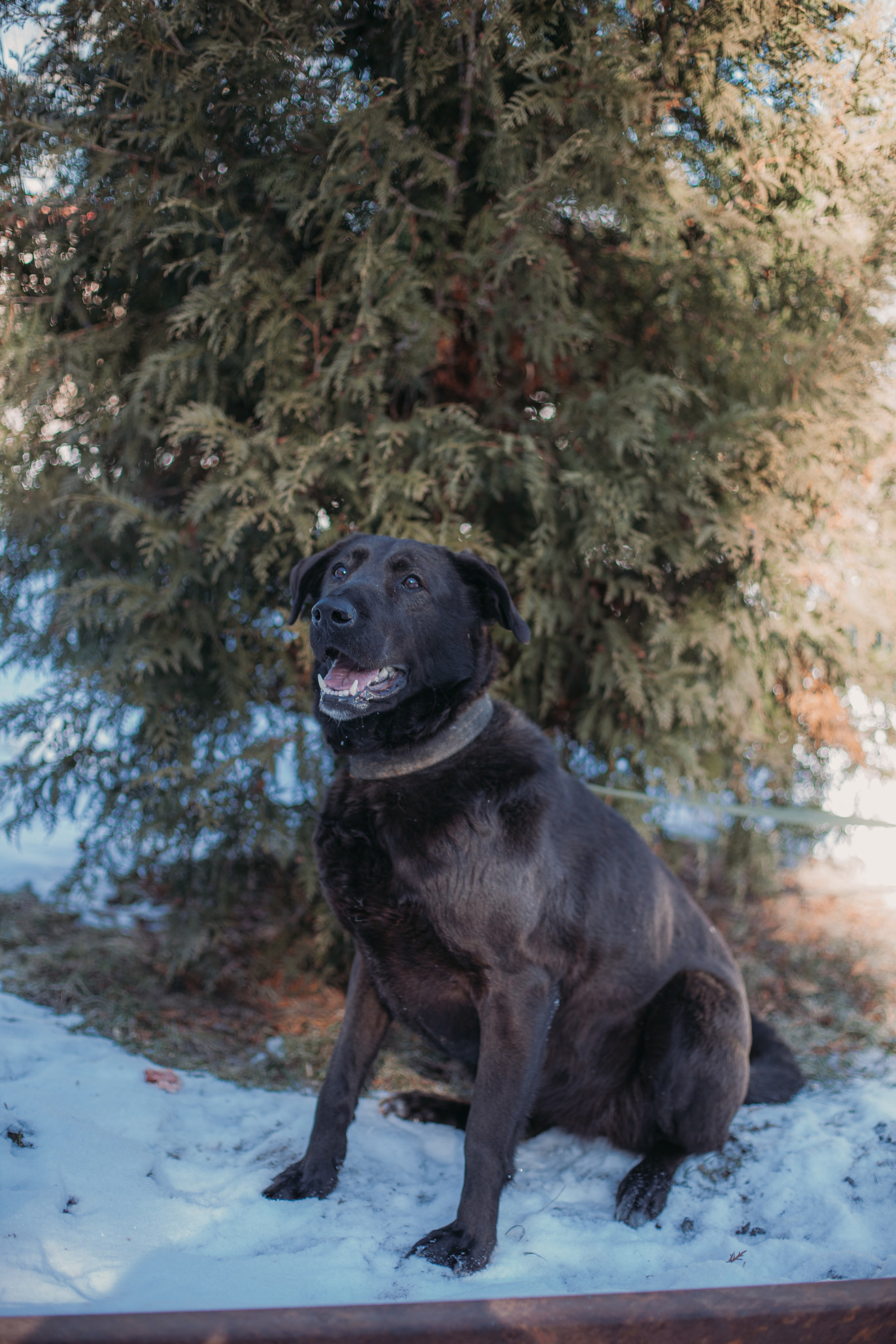 Фотосессии животных. Детский фотограф, фотограф-анималист