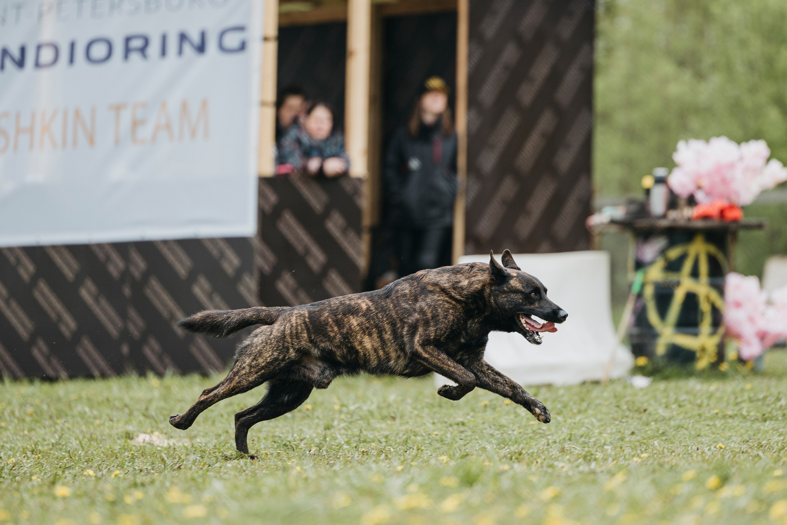 26.05.25 г. Пушкин квалификационные соревнования. Фотограф-анималист Анна Маринич