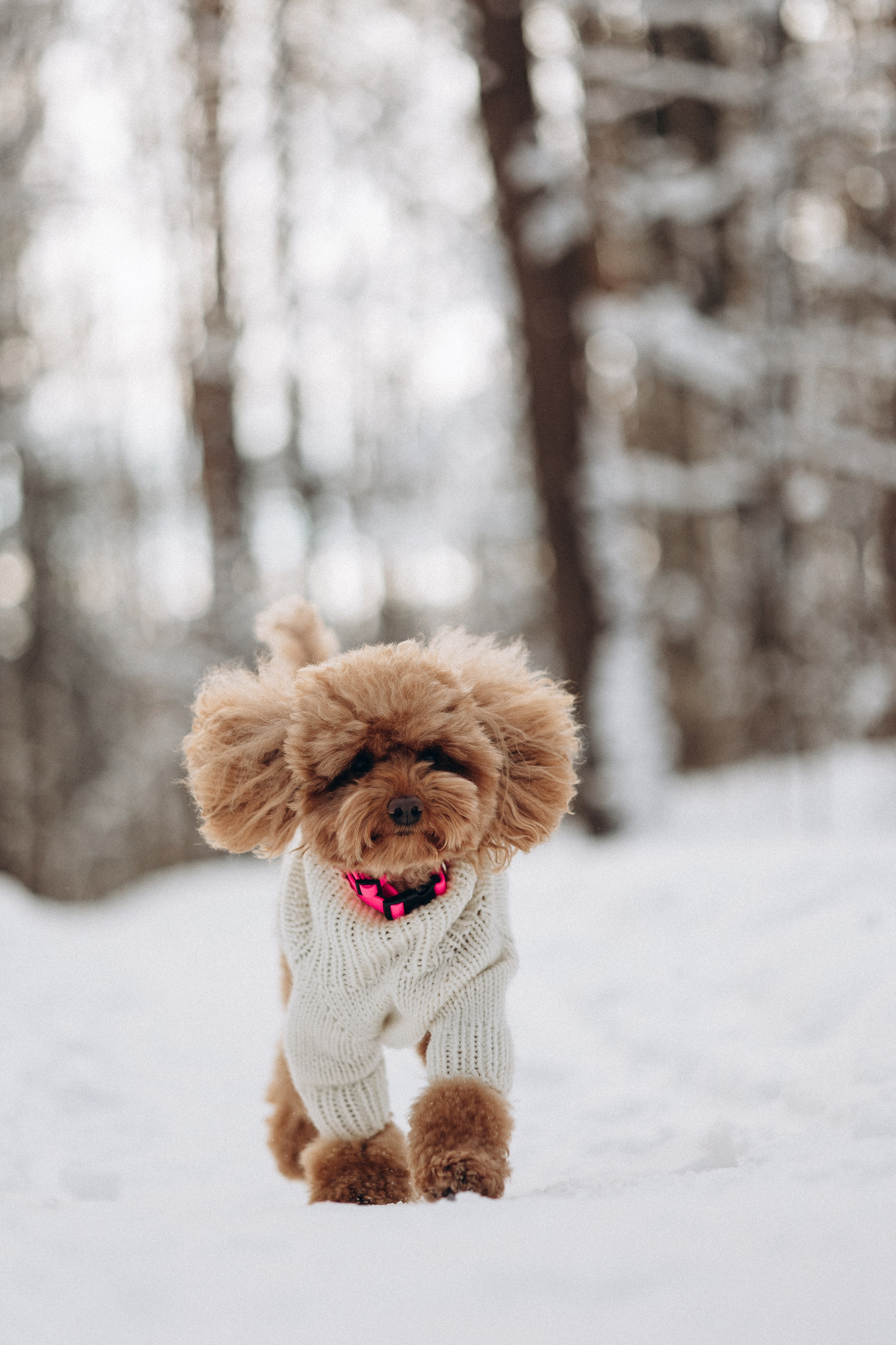 Амуниция «Бобик» 2. Фотораф — анималист Мария Шистка