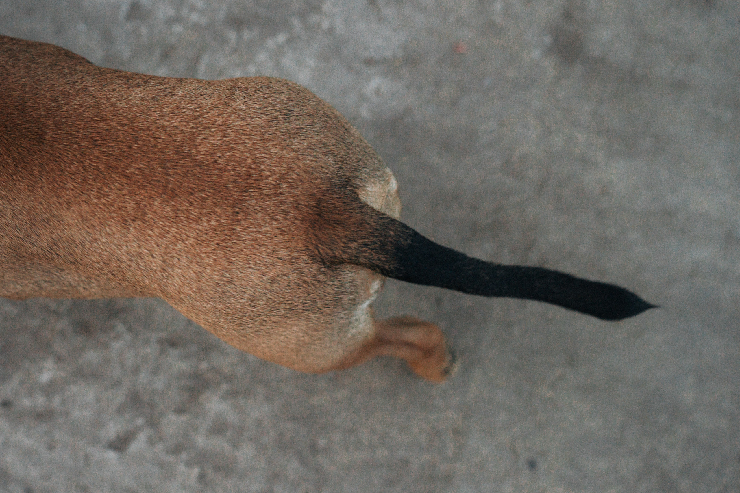 Кристина и Эфи. Фотограф анималист в Москве и Санкт-Петербурге Свиридова Анна