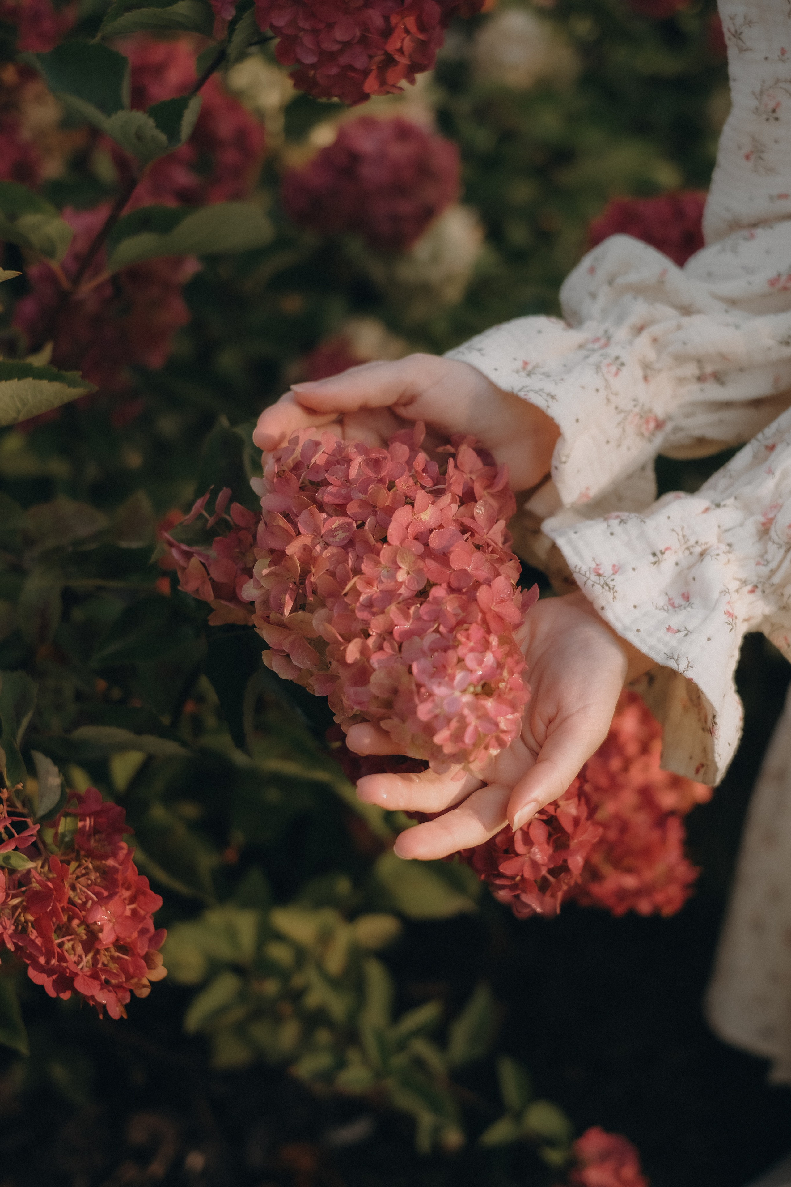 Утро в гортензиях. Свадебный и семейный фотограф в Москве Инника Кетлер