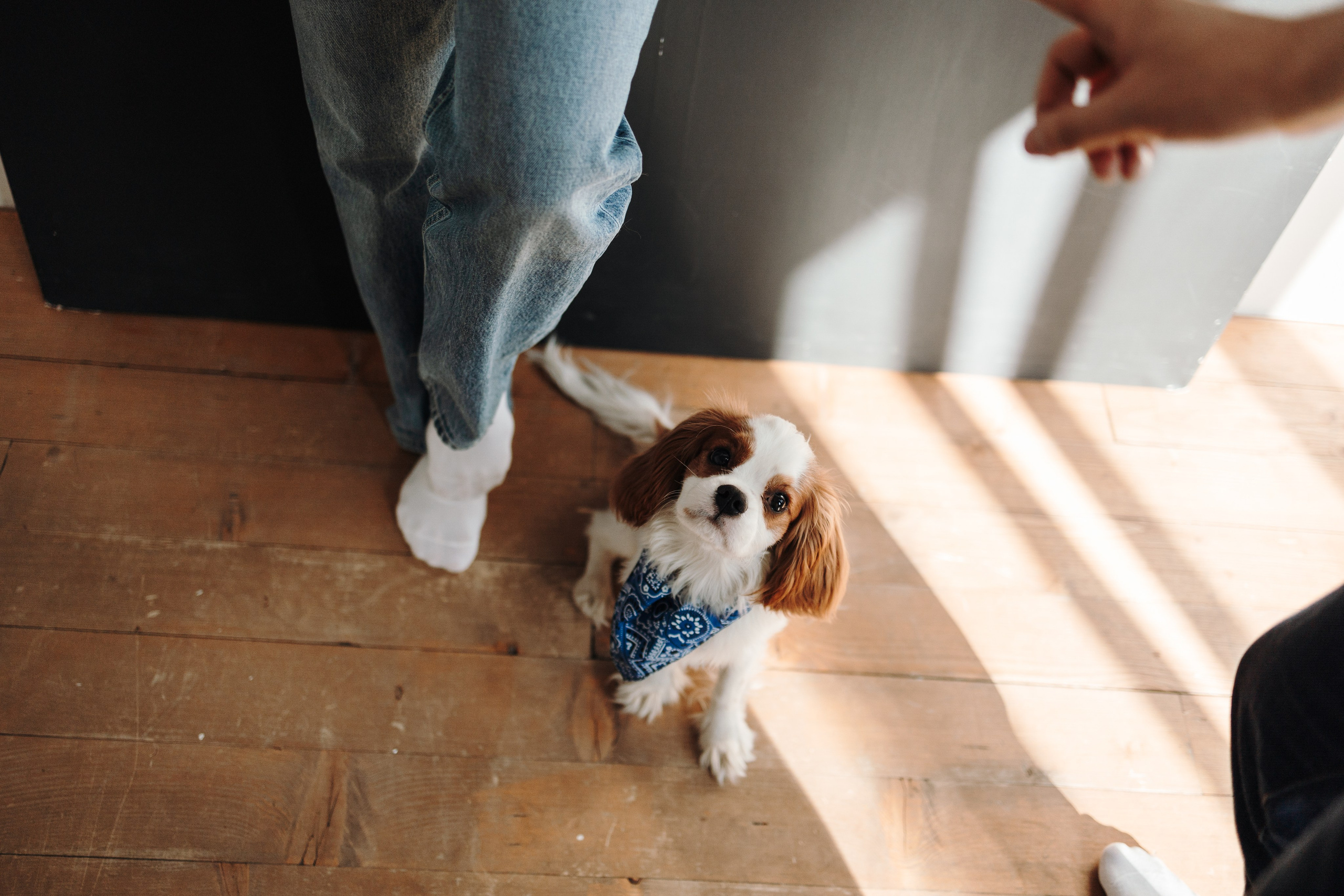 Плуто и его семья. Фотограф — Анималист | Санкт-Петербург