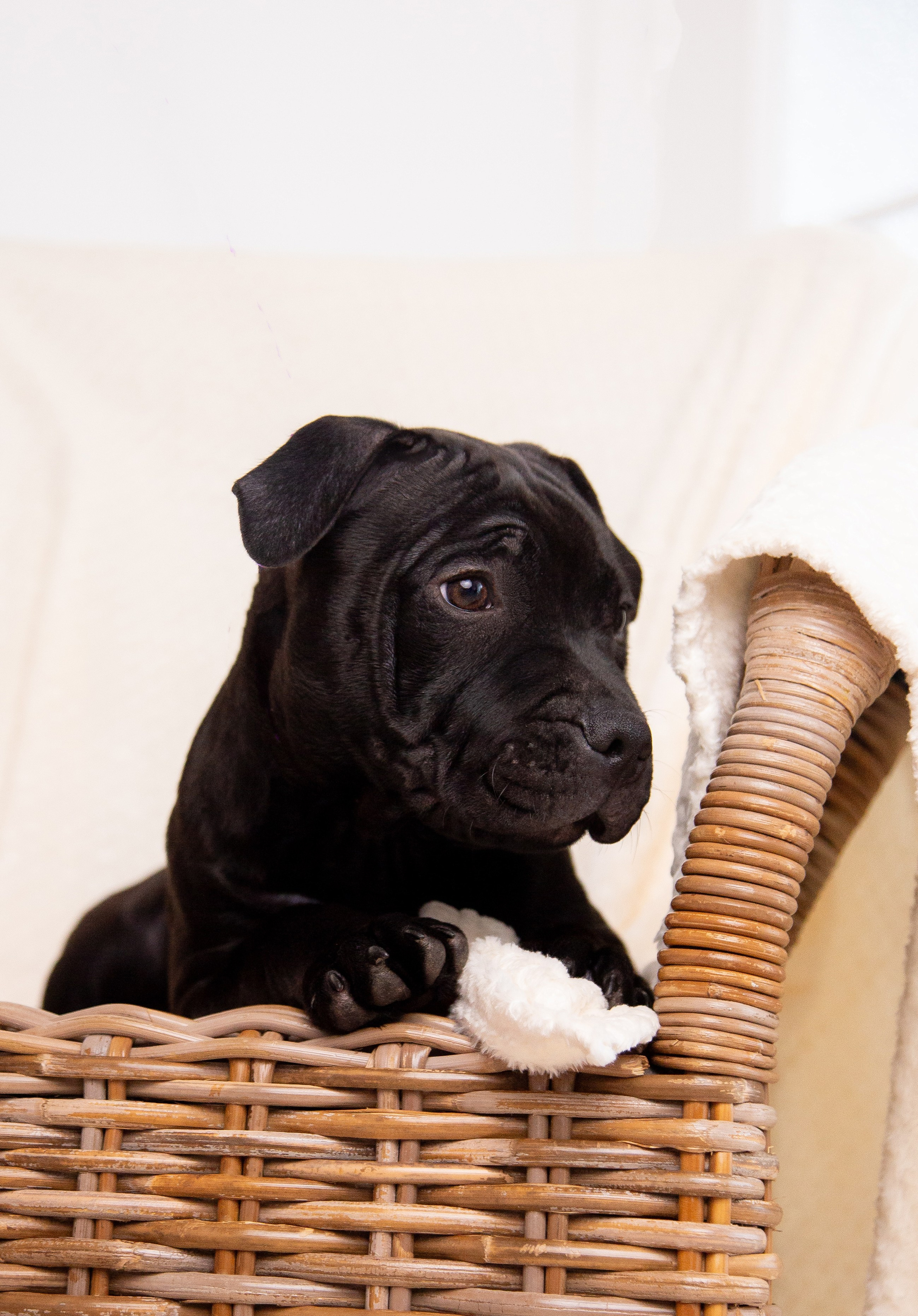 Новогодние малыши. Фотограф Анималист в Перми Анастасия Остерман