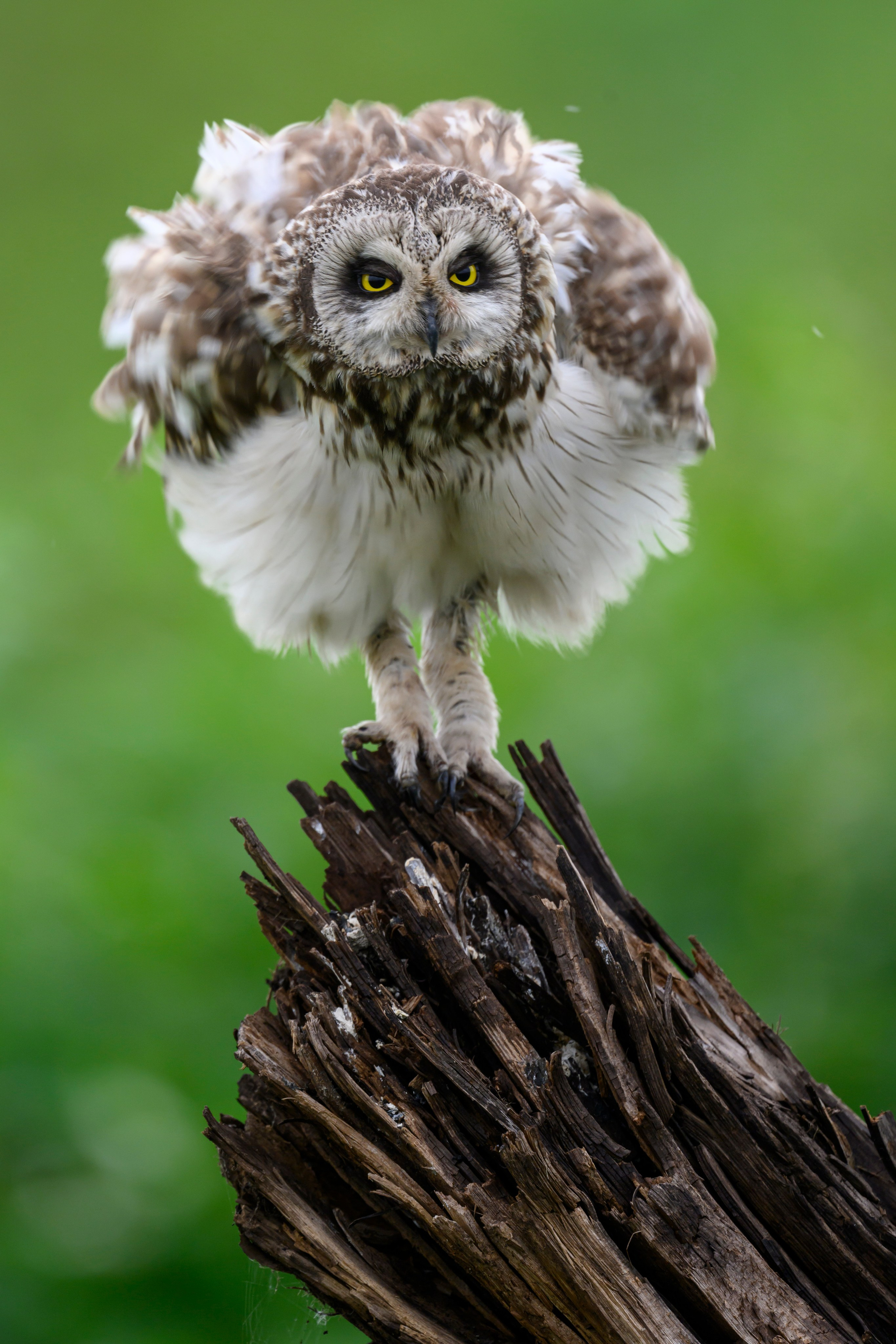 Short eared owl. Wildlife photography by Sergey Puponin