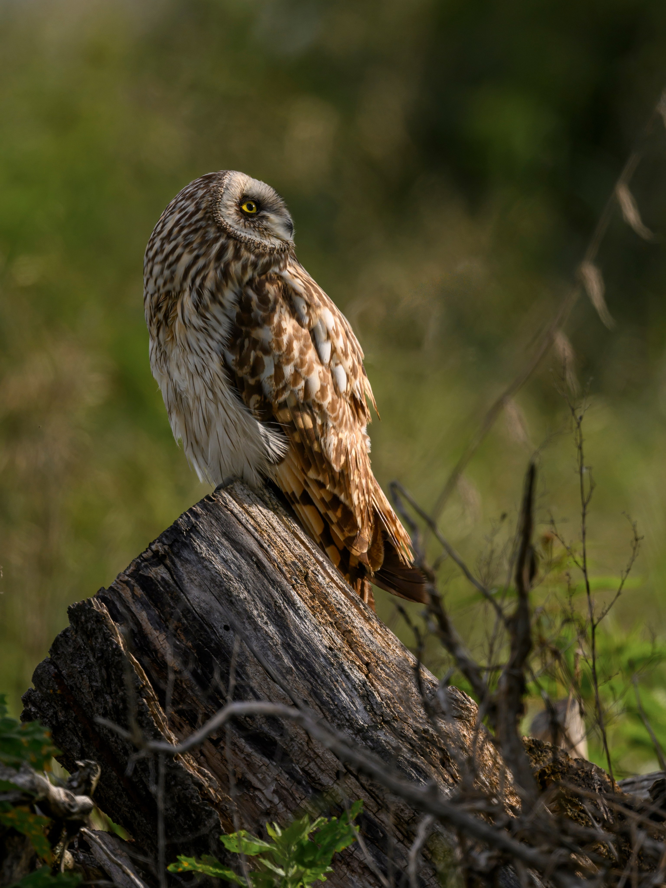 Short eared owl. Wildlife photography by Sergey Puponin