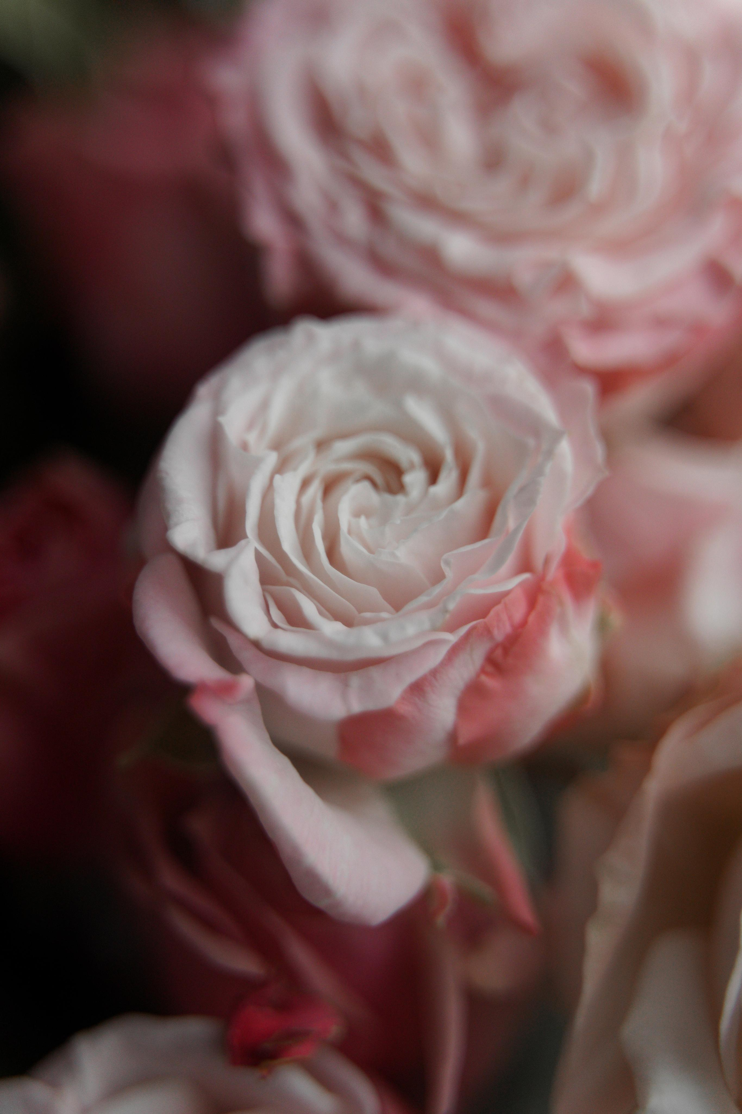 Альман и Патрик. Свадебный фотограф Марина Попова