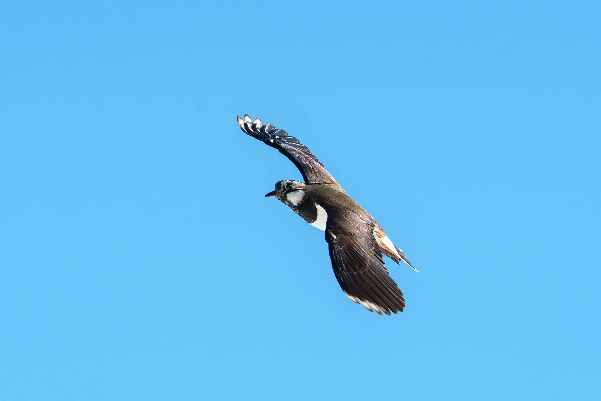 Удивительные мир птиц. Вокруг нас столько прекрасного — присмотритесь!. Ваш личный фотограф Марина Волкова