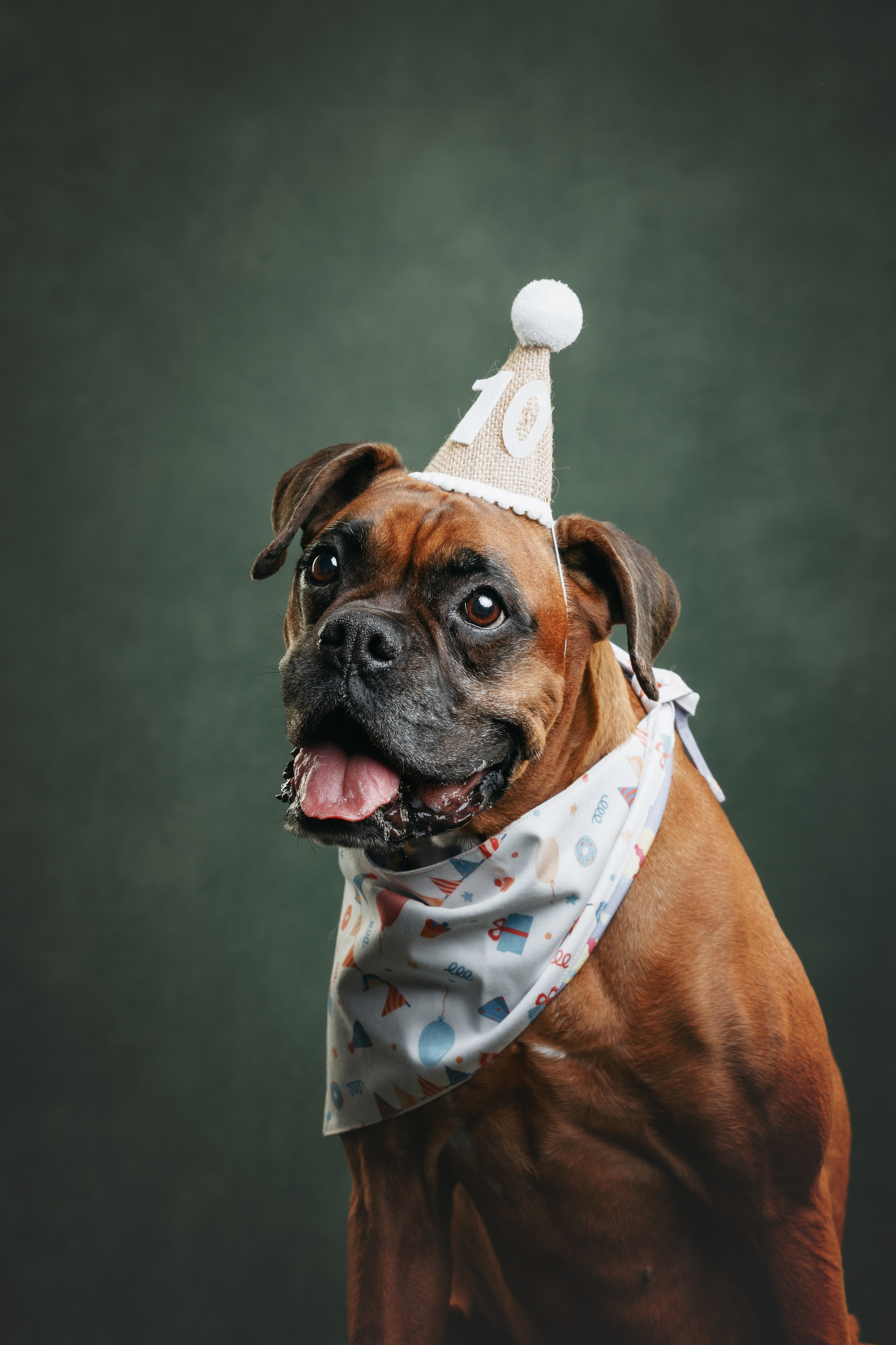 Боксер Челси. Фотограф анималист Осипчикова Мария