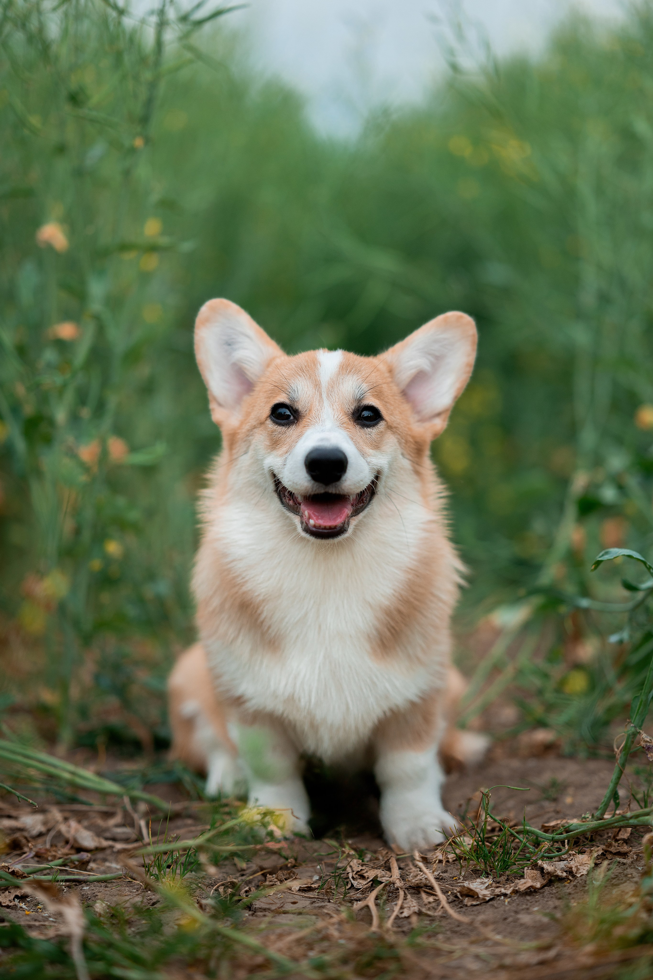 Заводчик Ольга Кушкина. Творческий фотограф Вологда