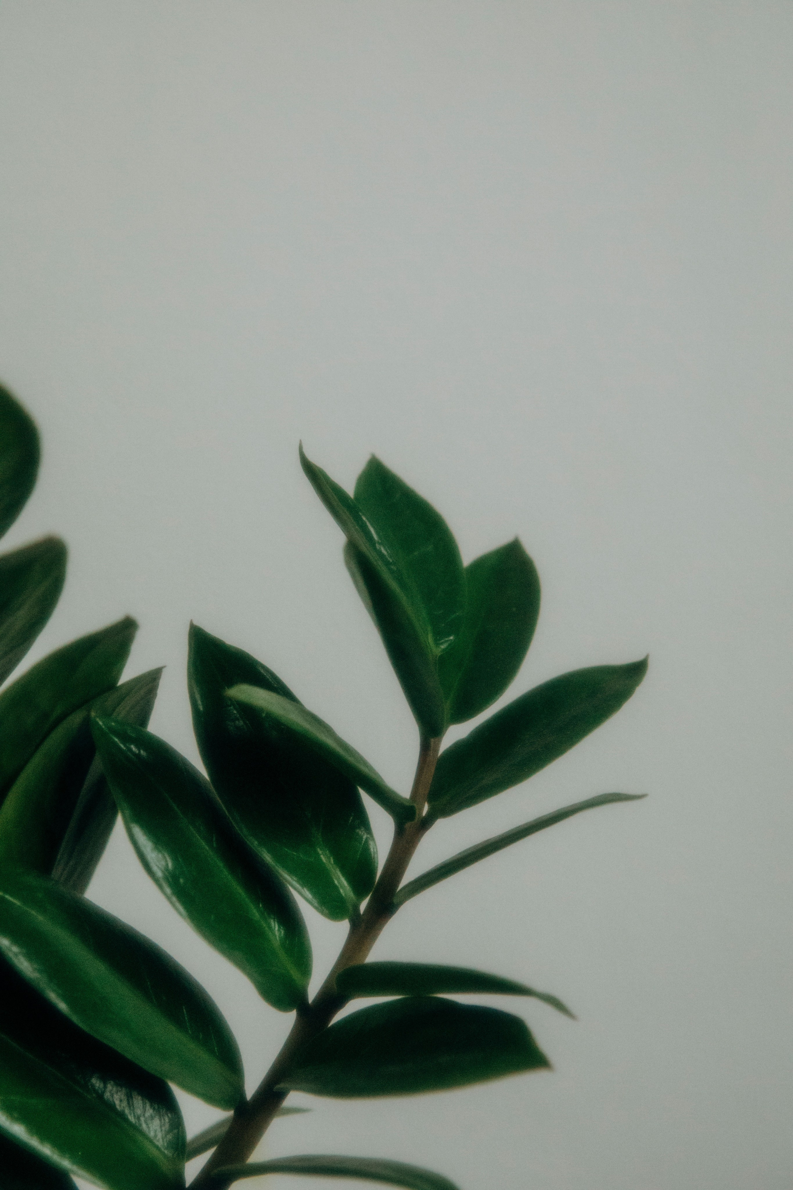 Наши росточки. Свадебный и семейный фотограф Арестенко Анастасия