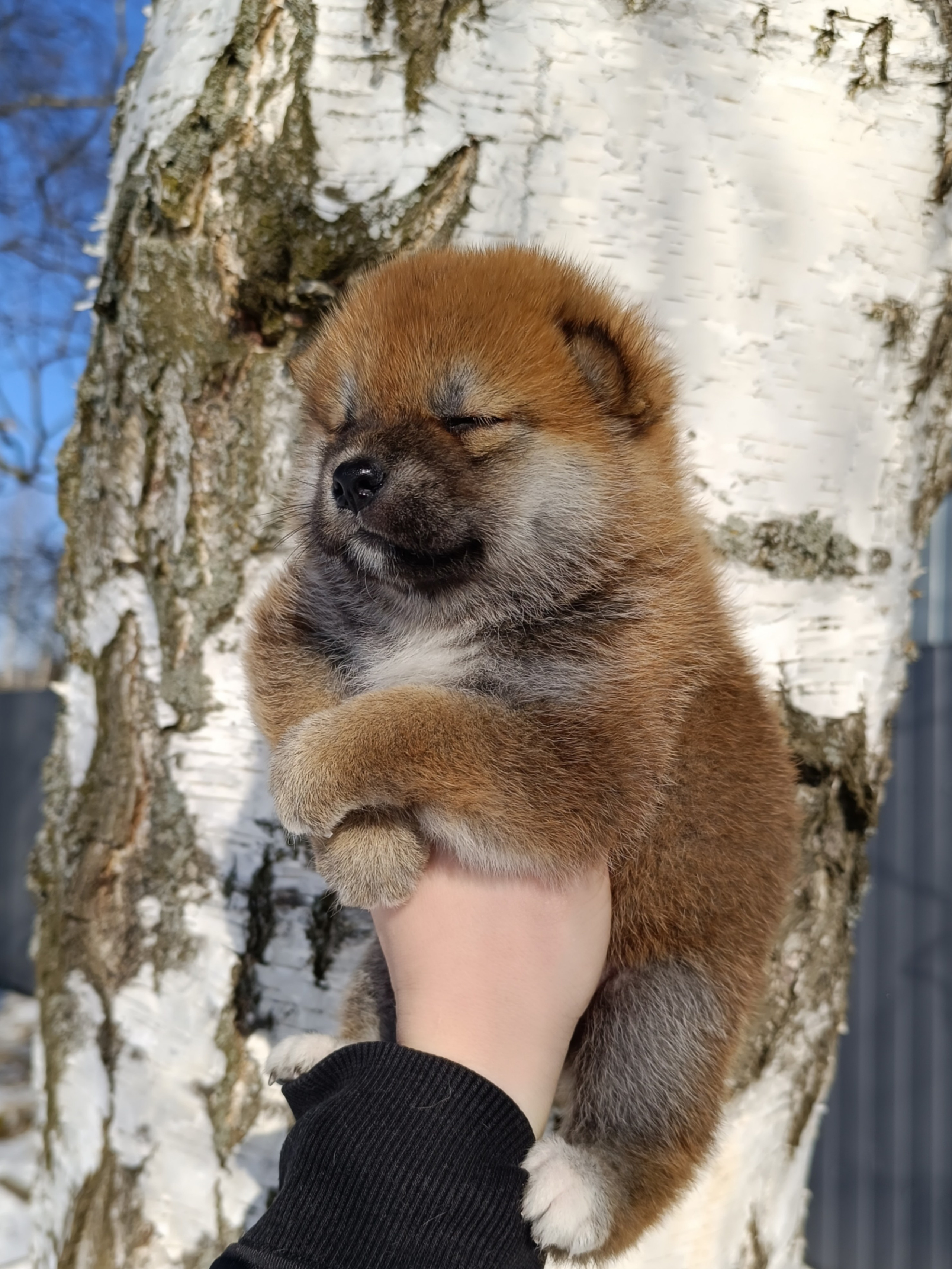 сиба питомник Рубилайт щенки на продажу rubylight  сиба щенки купить СПб Санкт-Петербург 