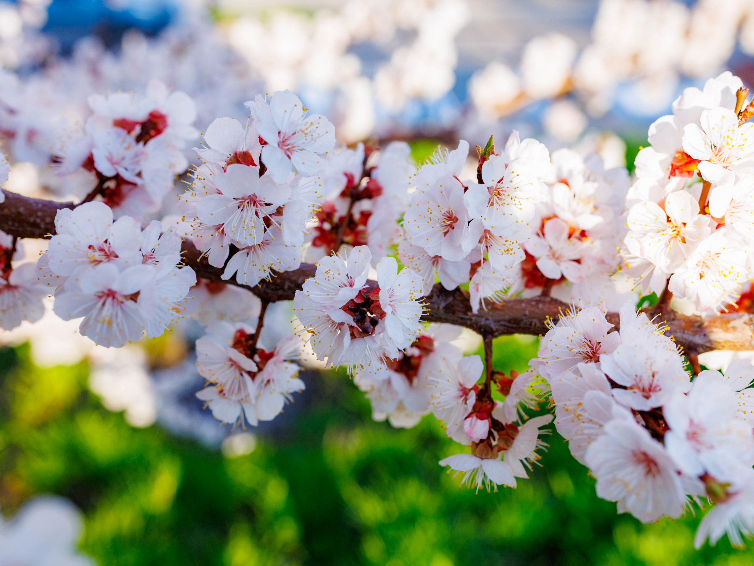 Фотографии природы Липецка. Свадебный и семейный фотограф Виолетта в Липецке