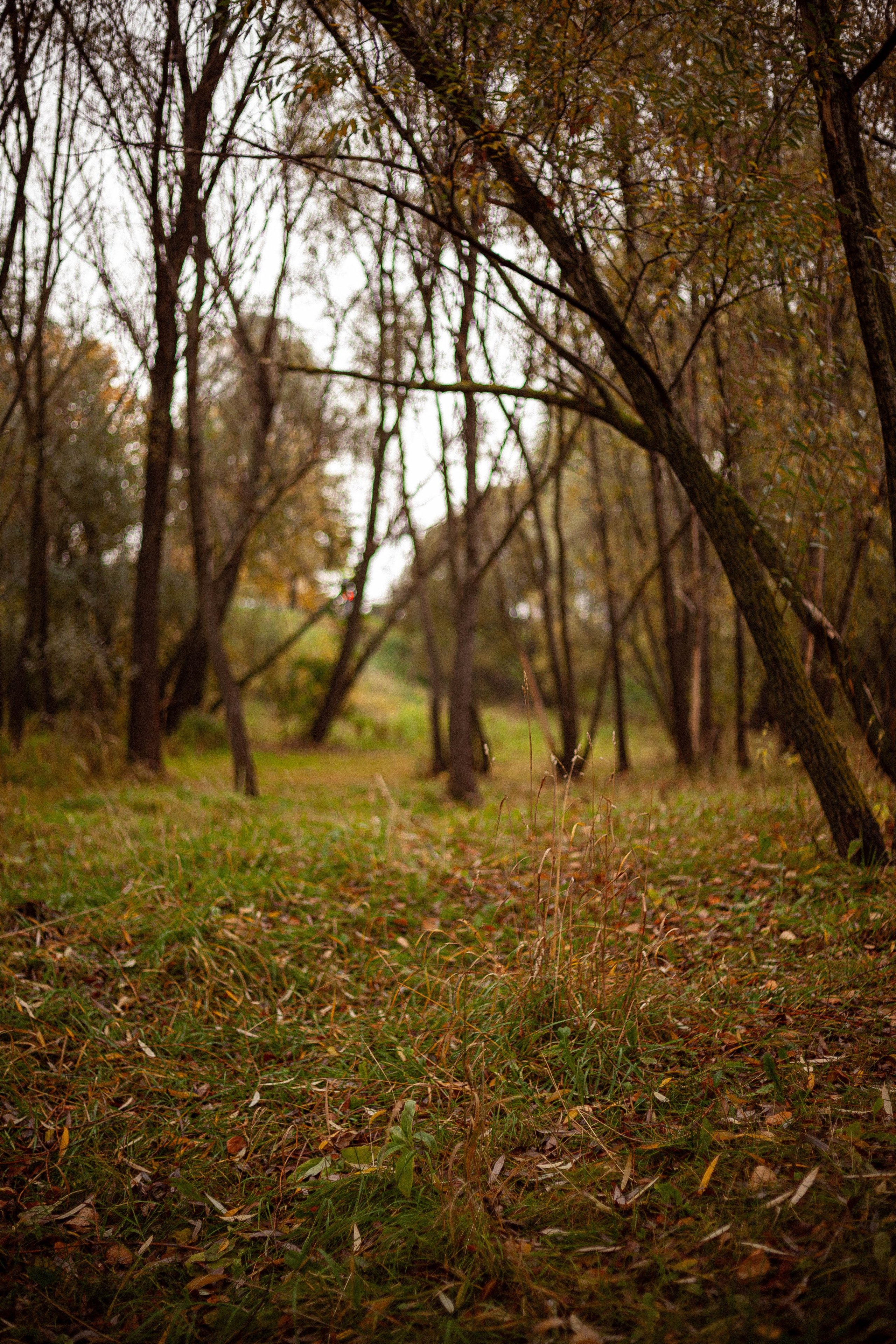 Осенняя серия. Фотограф в Москве. Екатерина Митина