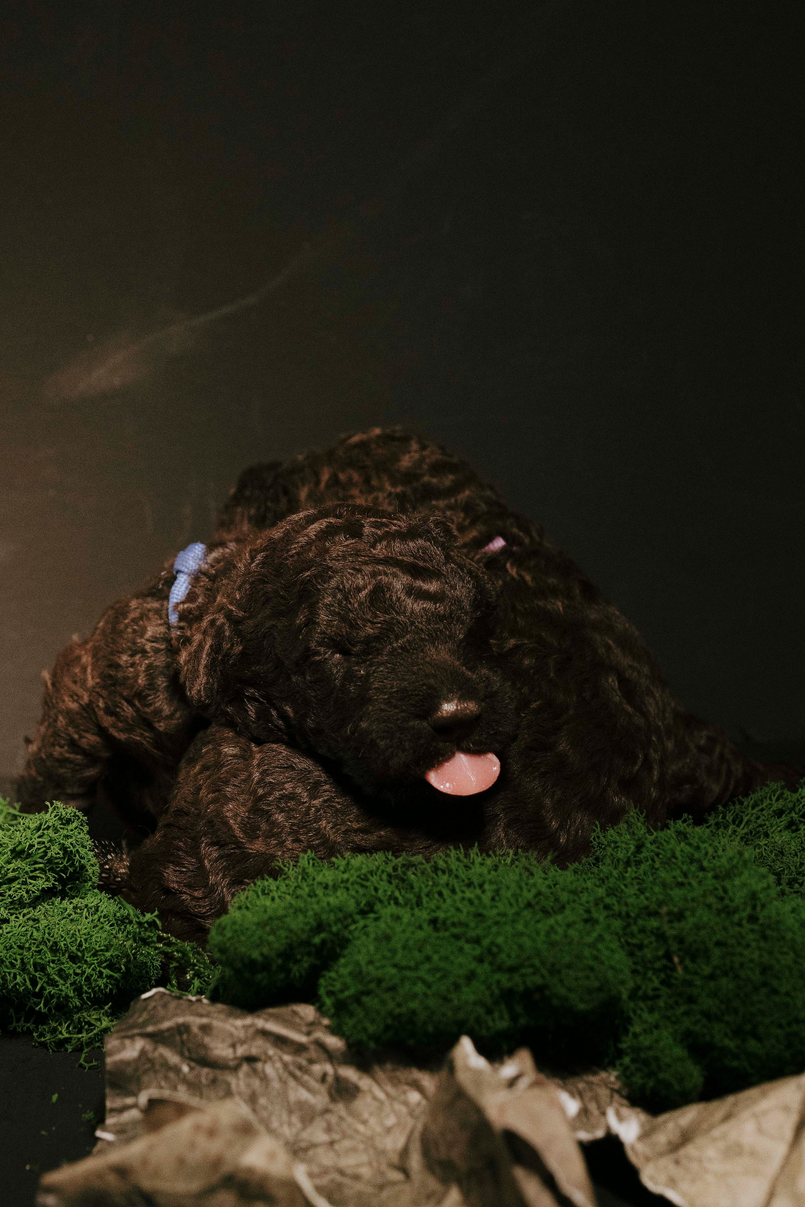 Испанские водяные. Фотограф- анималист Александра Матвеева