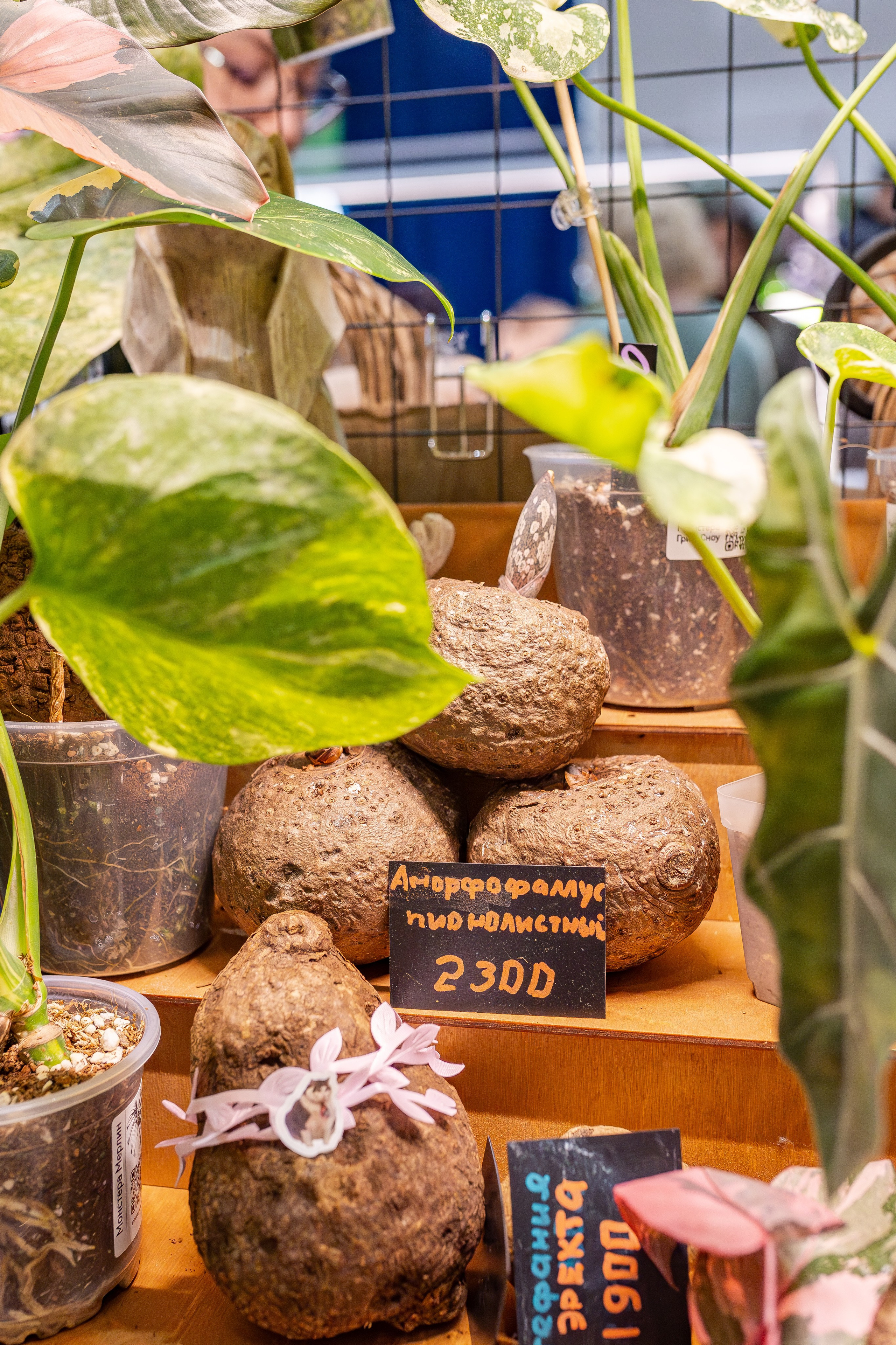 Монстериум апрель 2026. Александра Куликова фотограф, Москва