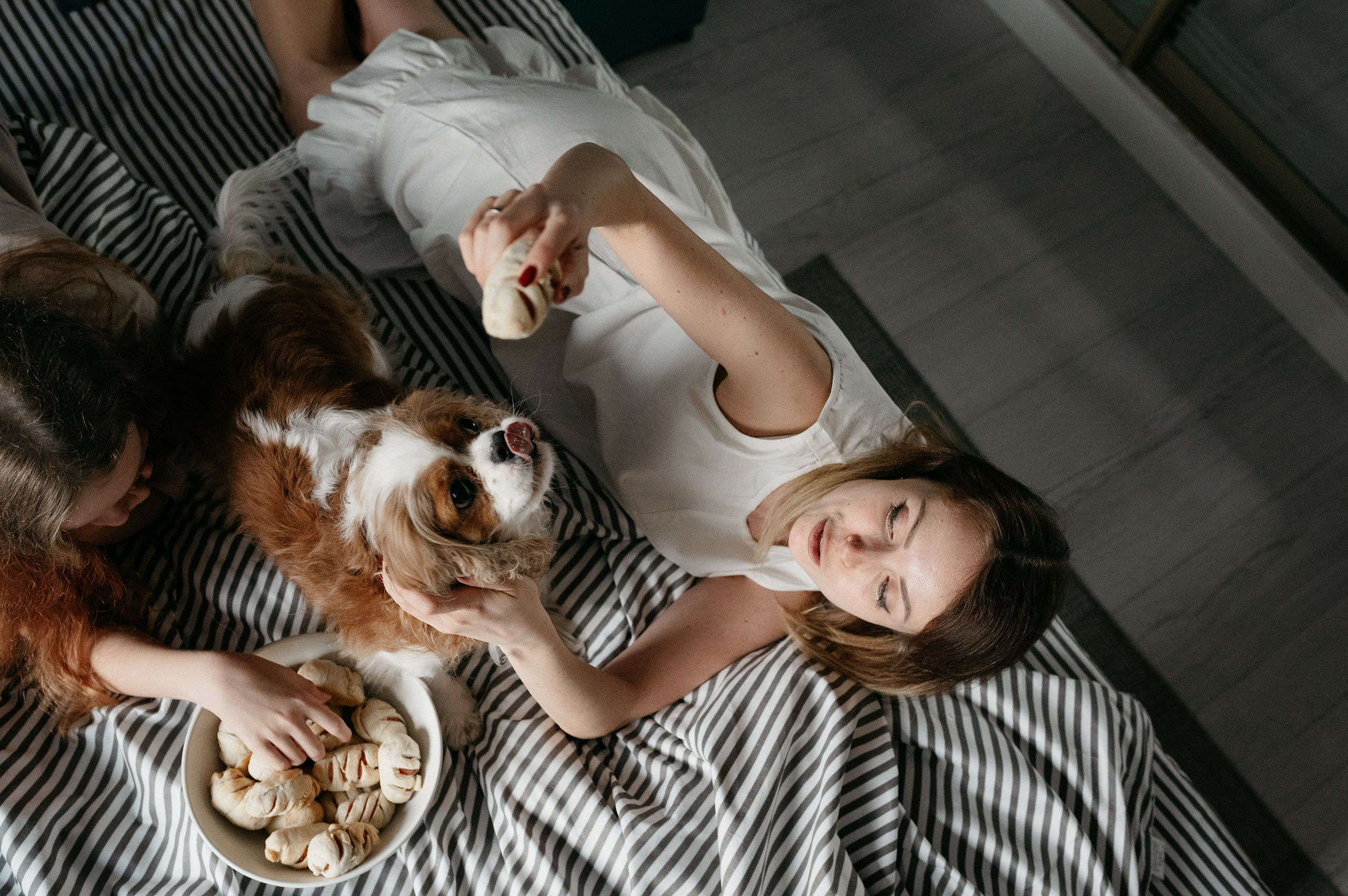 Даша, Диана, Дебби и маленькая крыска. Фотограф анималист в Москве Ольга Агушева