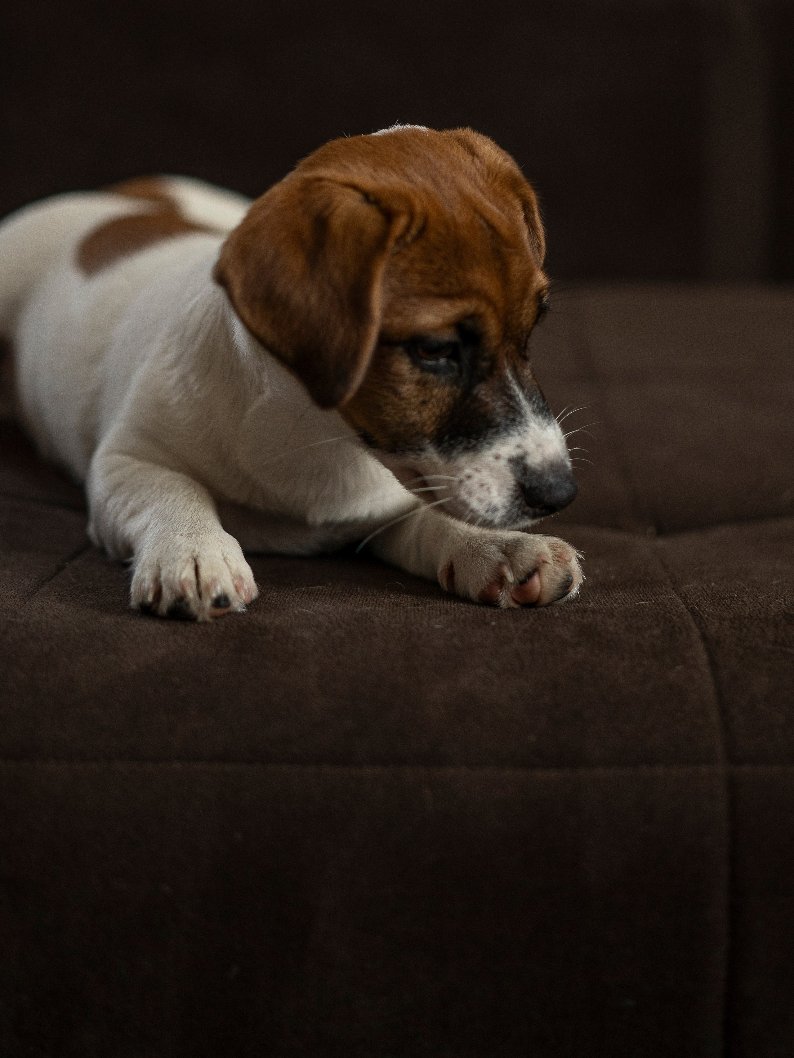Ляля и Бандит Питомцы. Свадебный и Женский фотограф в г. Кемерово