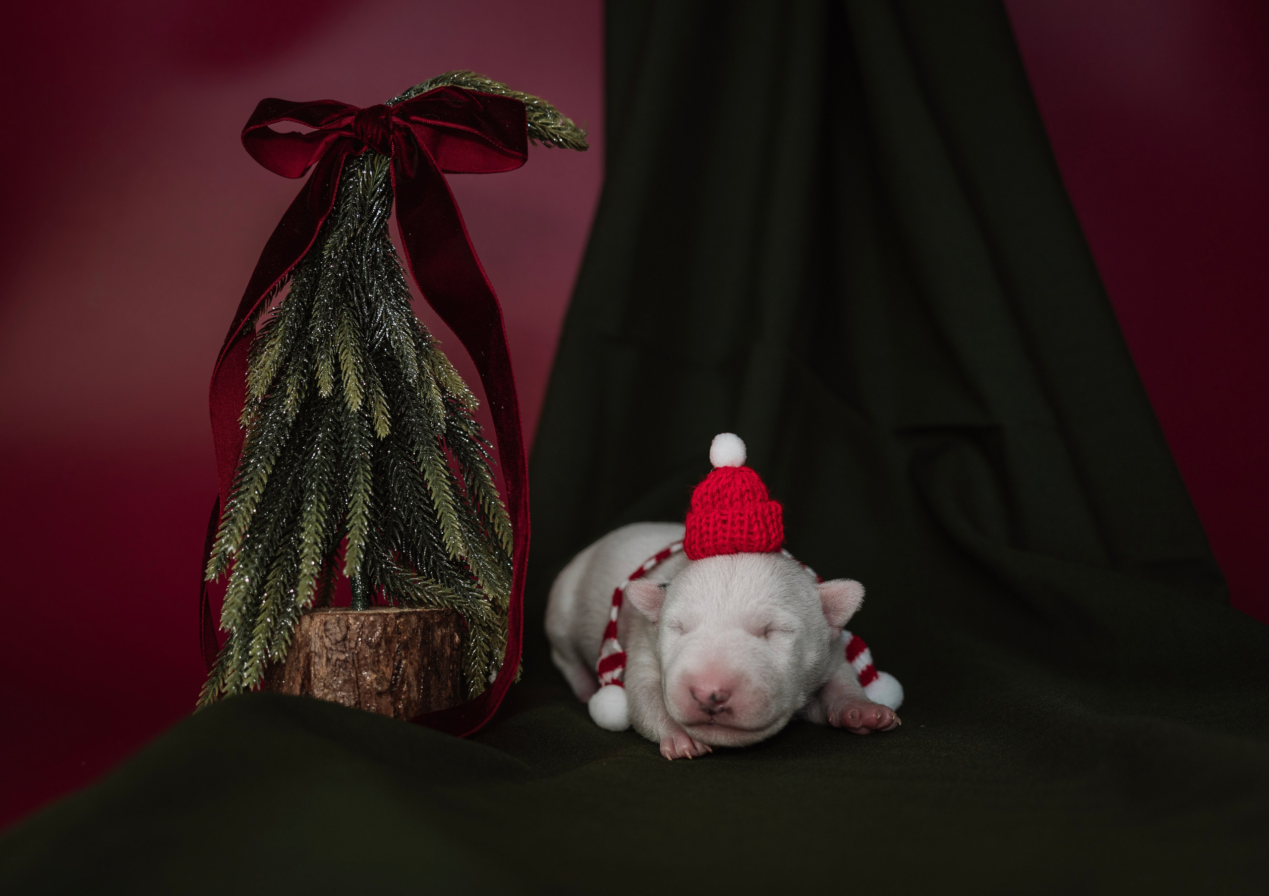 Ньюборн. Семейный фотограф анималист г. Находка