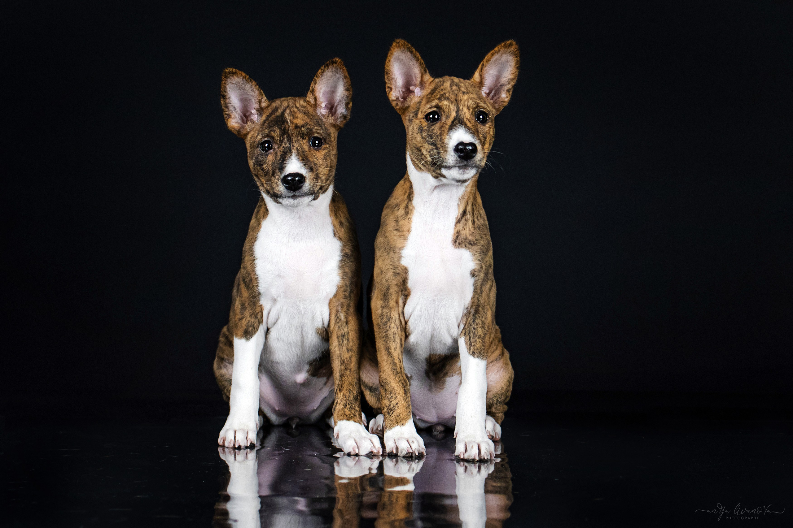 Басенджи. Фотограф анималист Аня Ливанова | Рыбинск