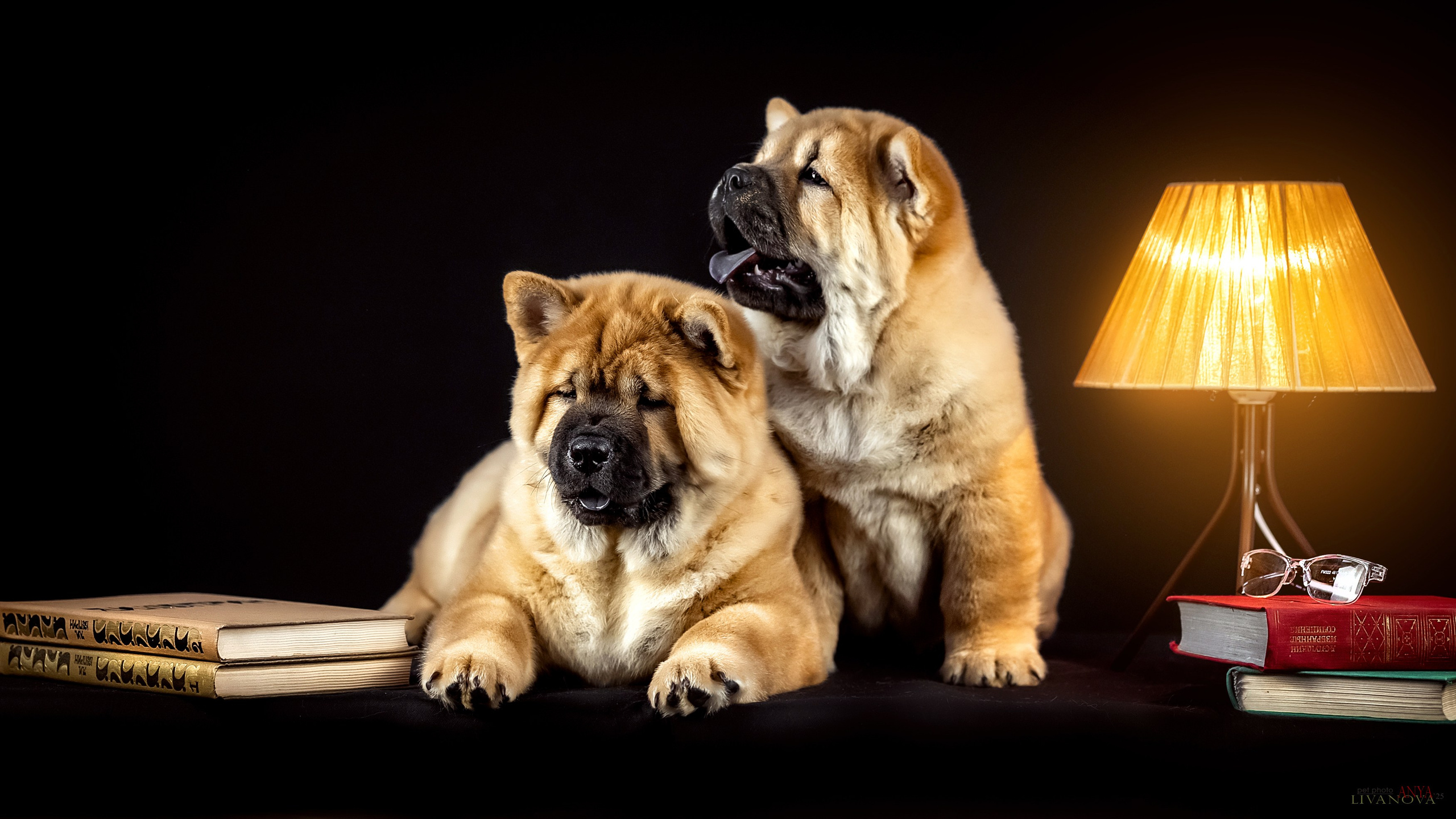 Смуфы. Фотограф анималист Аня Ливанова | Рыбинск