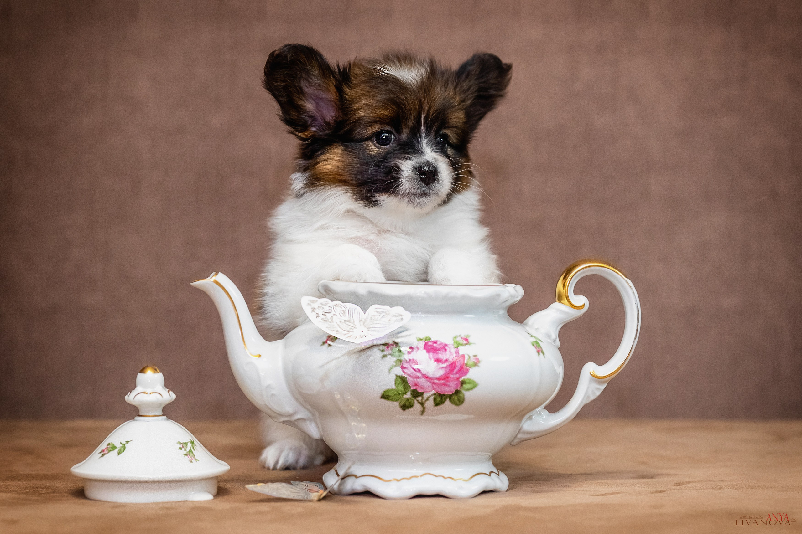 Папийончики. Фотограф анималист Аня Ливанова | Рыбинск