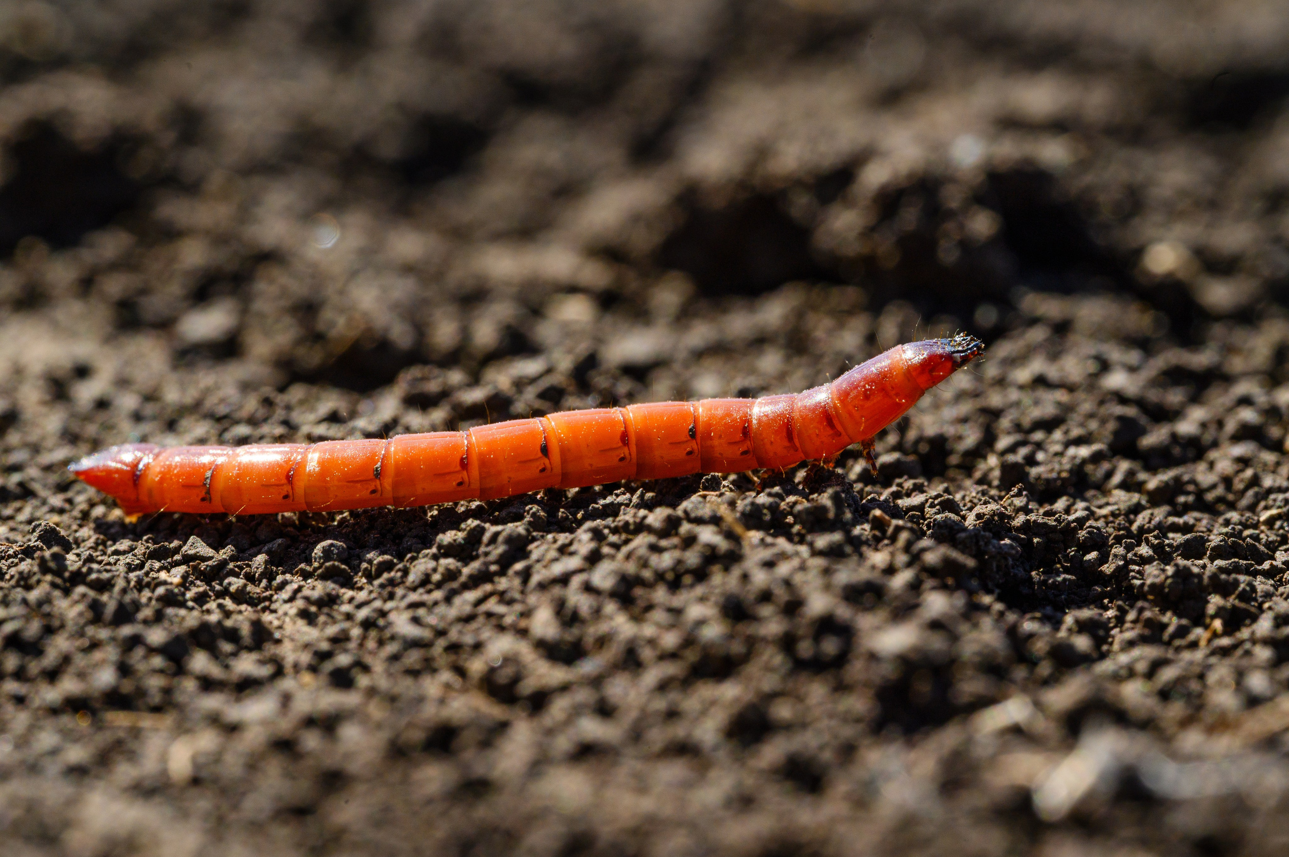 Проекты. Профессиональный фотограф Вячеслав Плацында | Липецк |