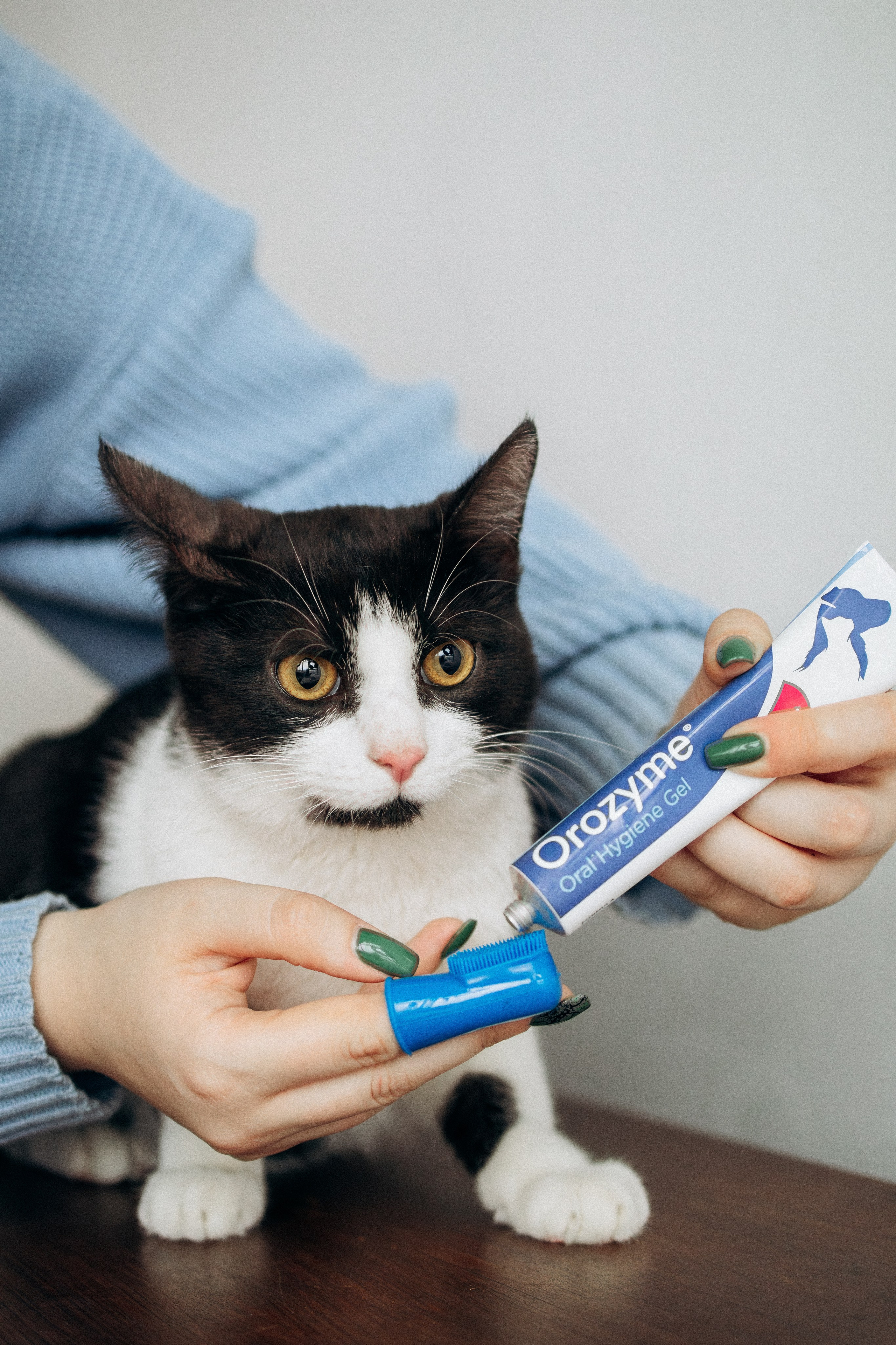 Orozyme&Emmiepet. Фотораф — анималист Мария Шистка