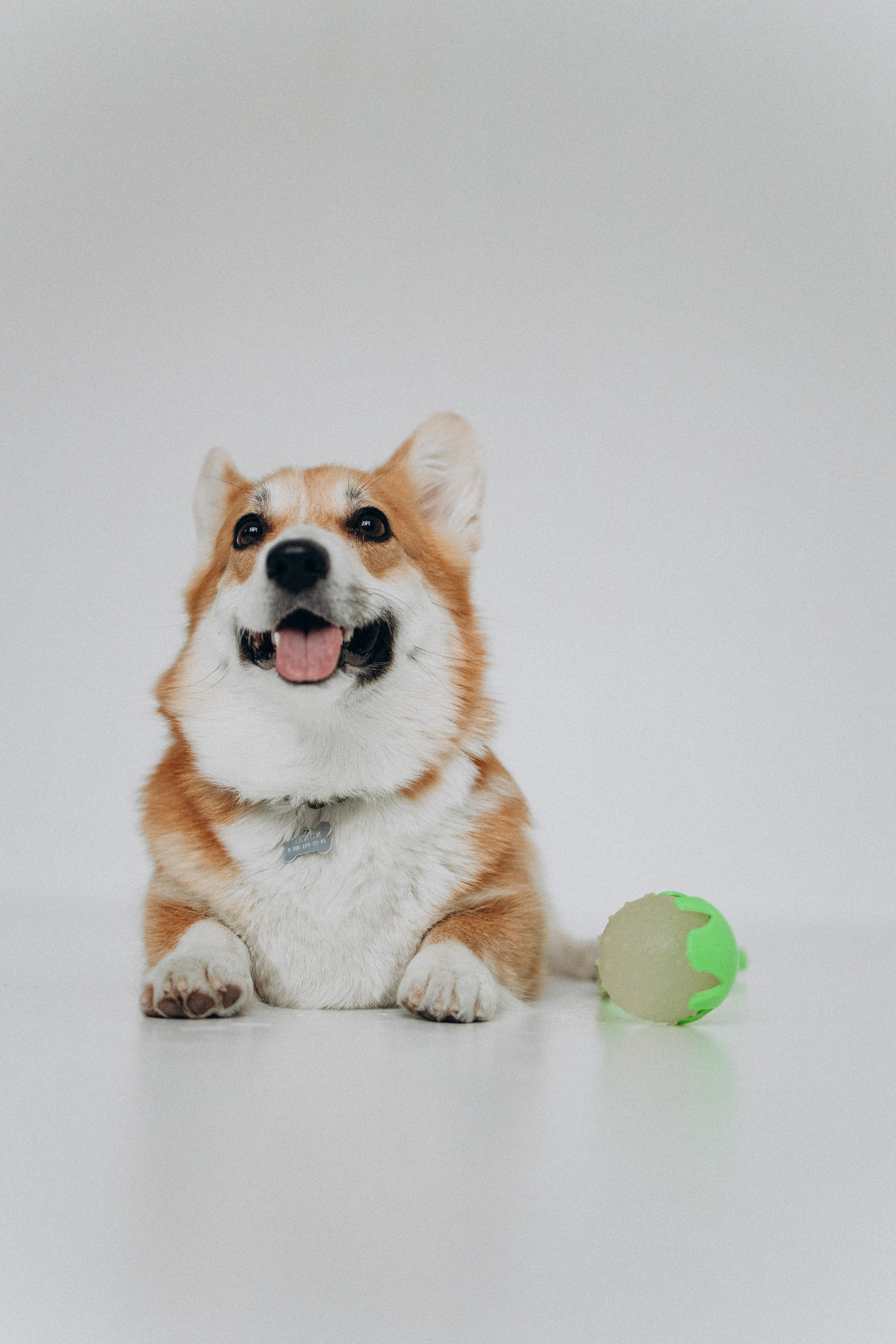 Катапульты. Фотораф — анималист Мария Шистка