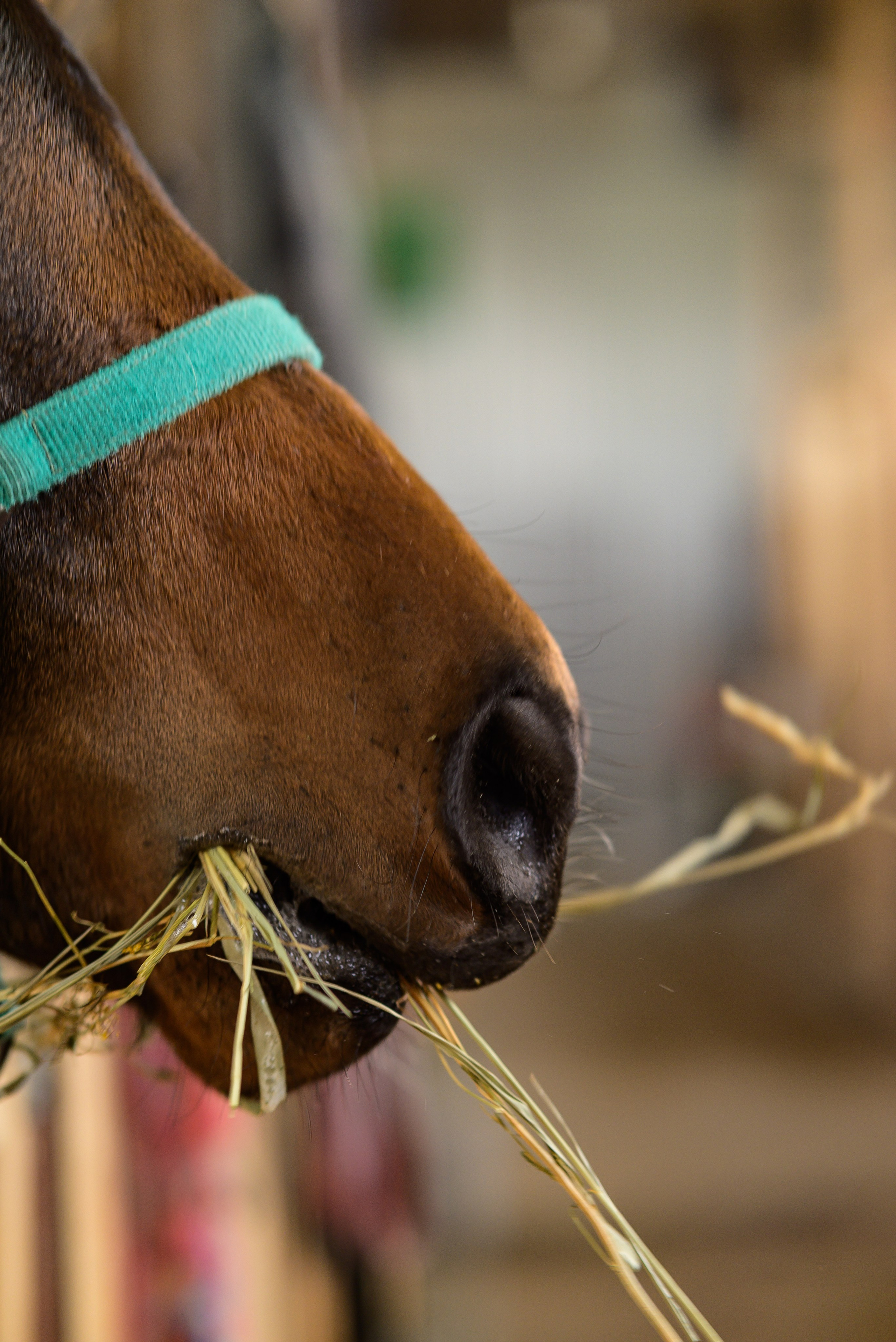 Съёмки с лошадьми. Фотограф Краснодар Наталья Сувит