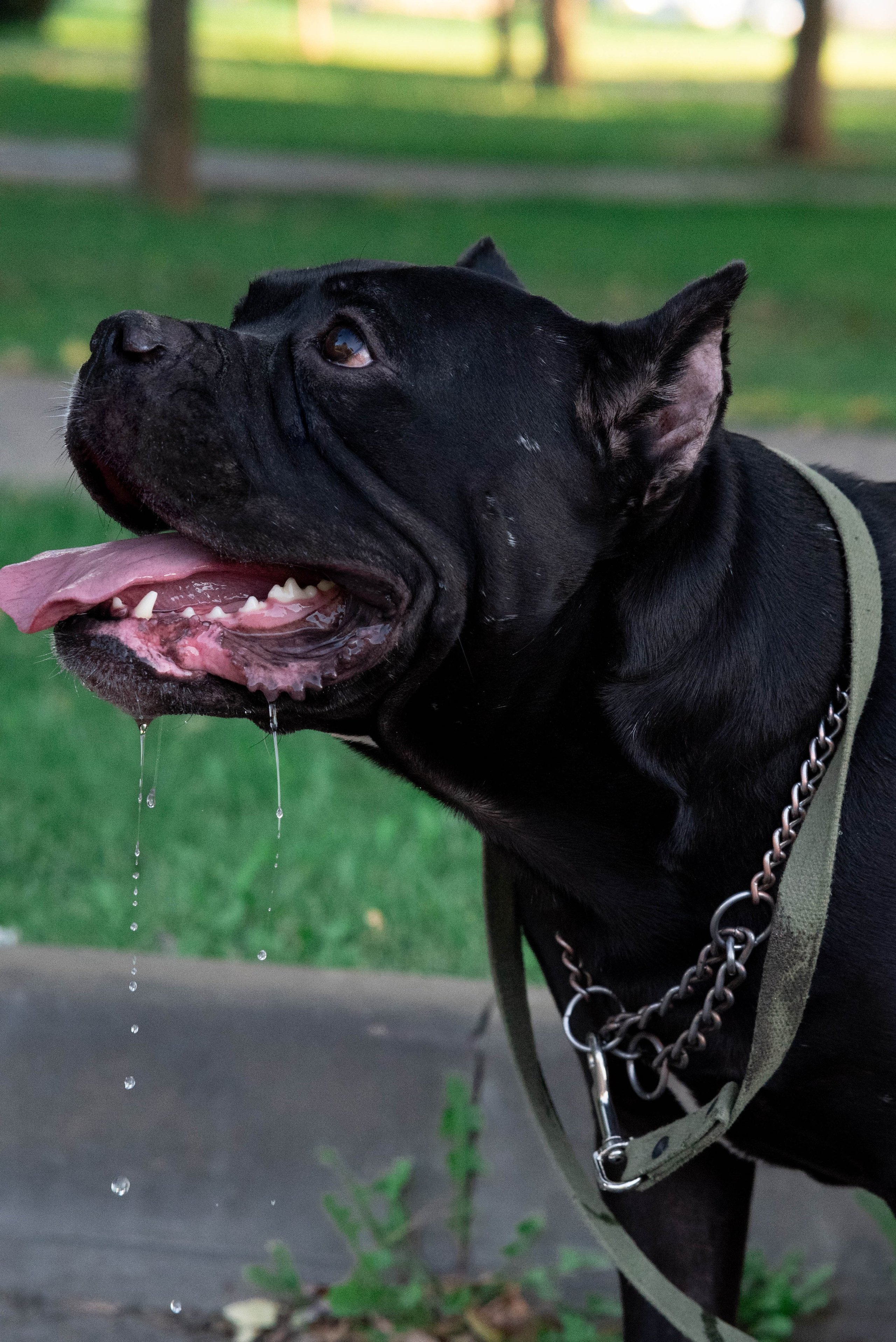 Фотосессии с собаками. Фотограф Краснодар Наталья Сувит