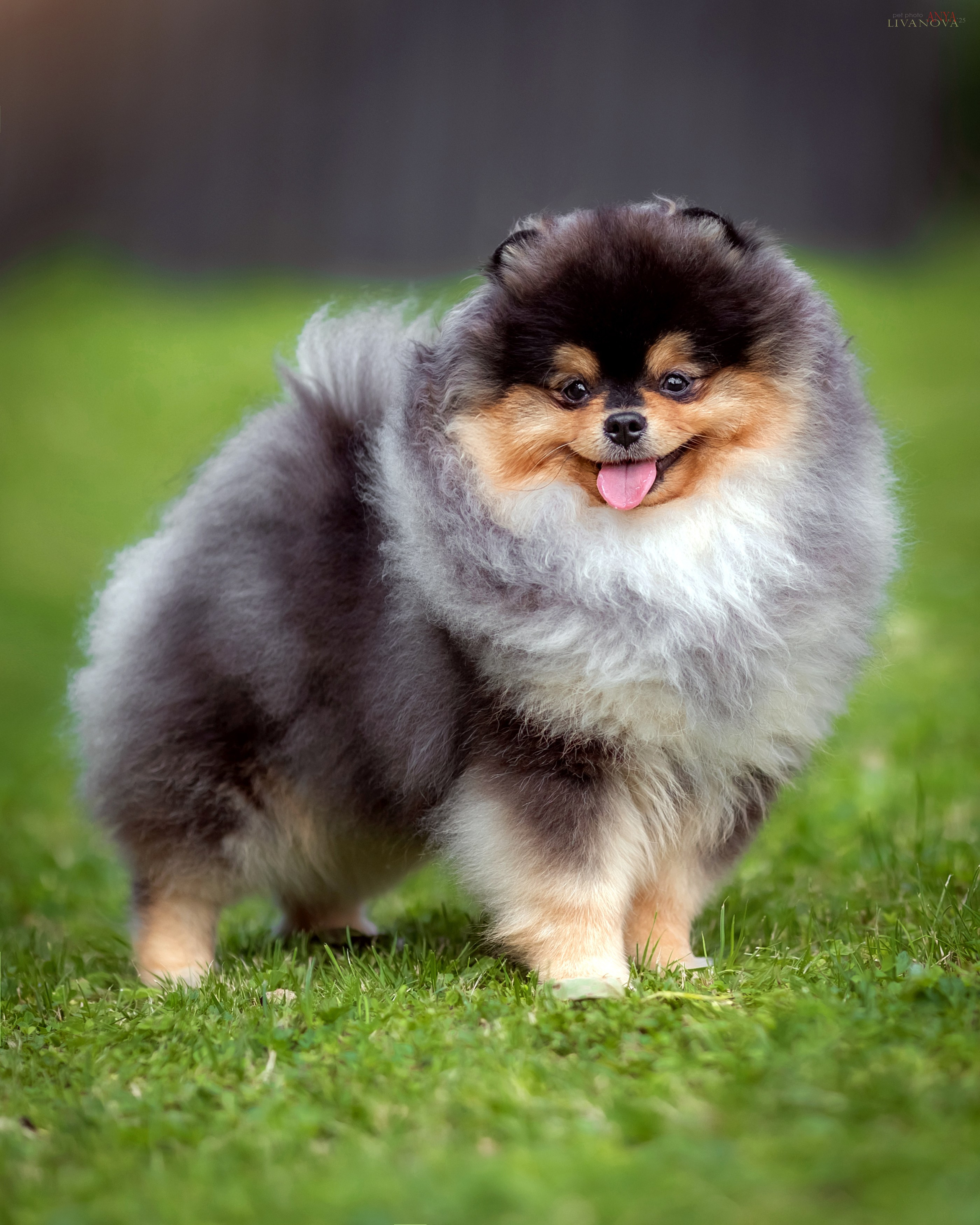 Шпицы. Фотограф анималист Аня Ливанова | Рыбинск