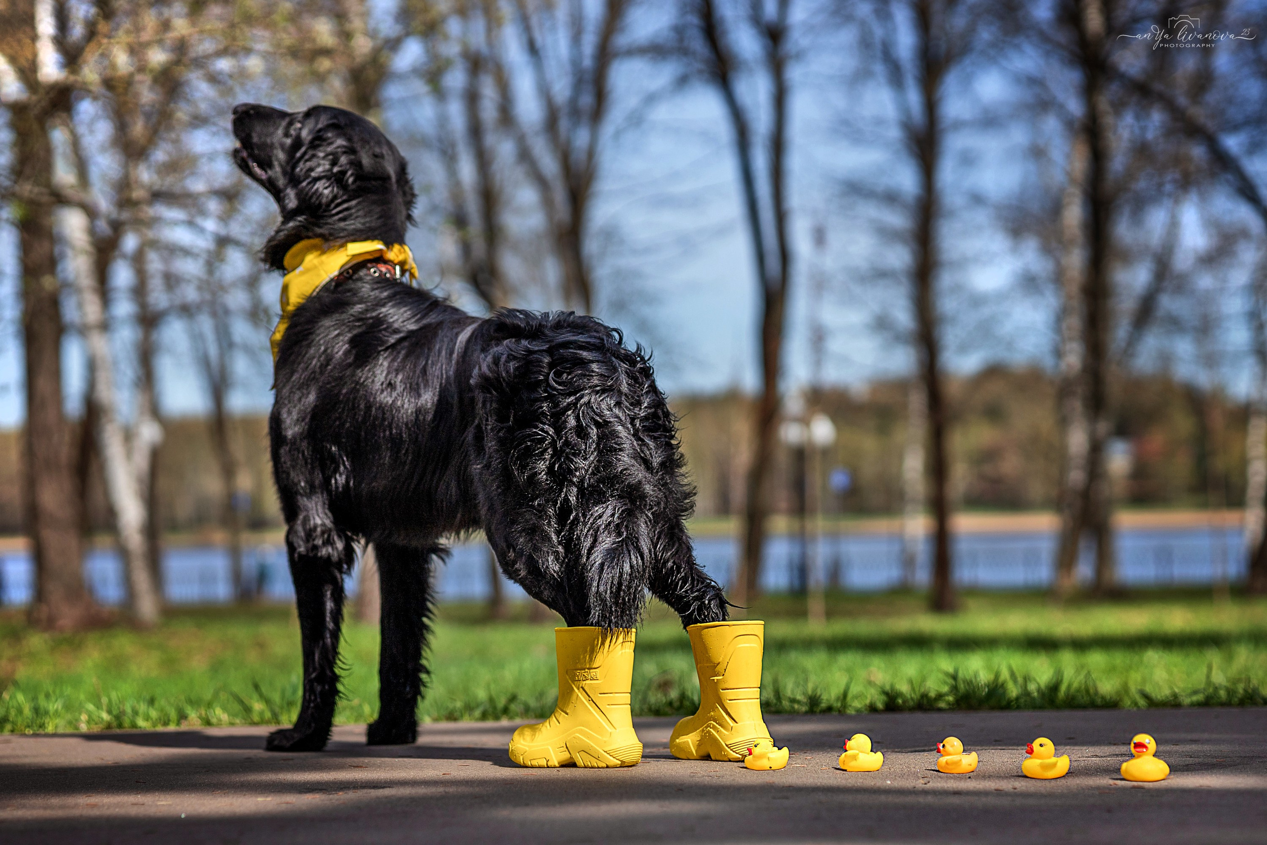 Солнышки. Фотограф анималист Аня Ливанова | Рыбинск