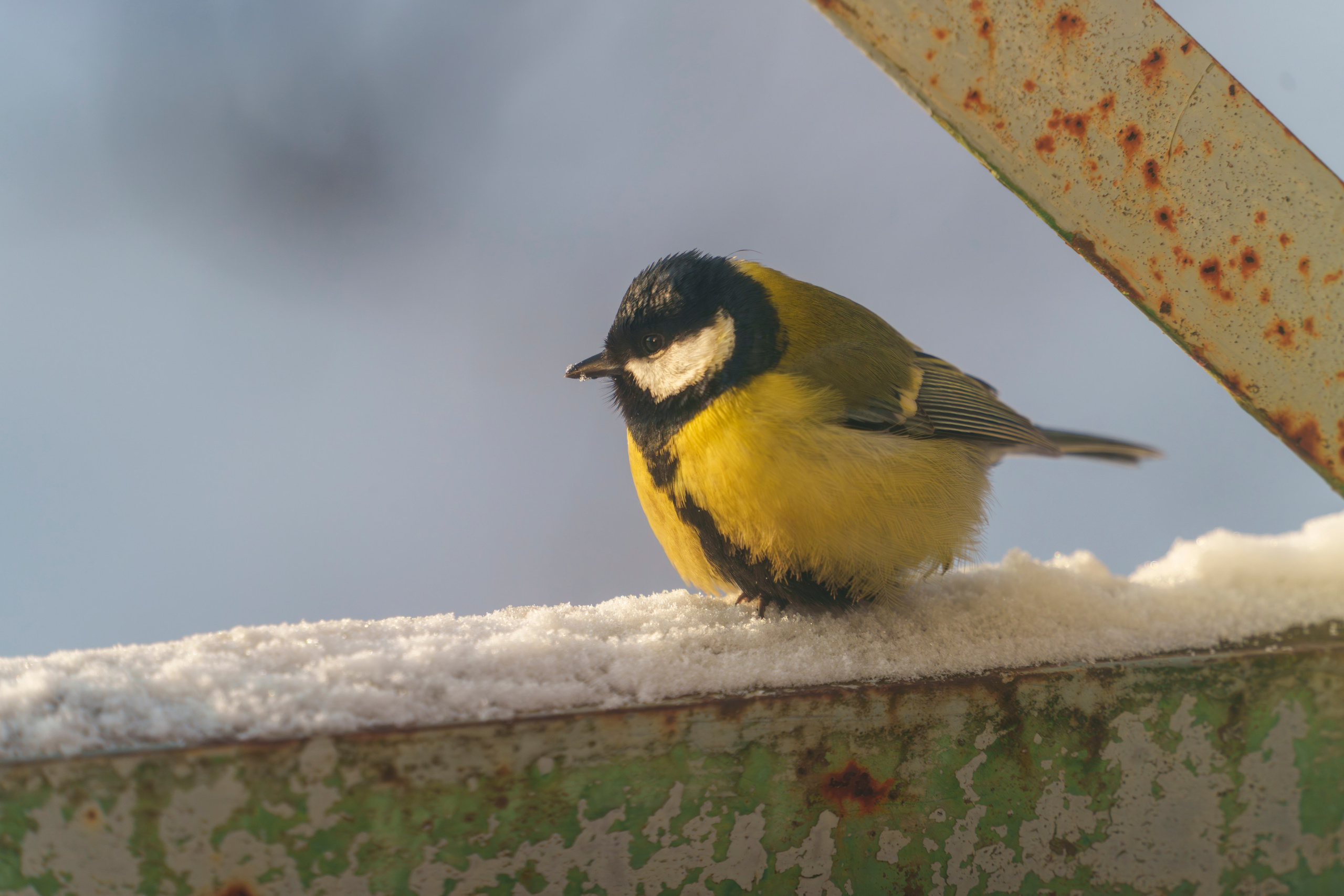 Animals — Животные