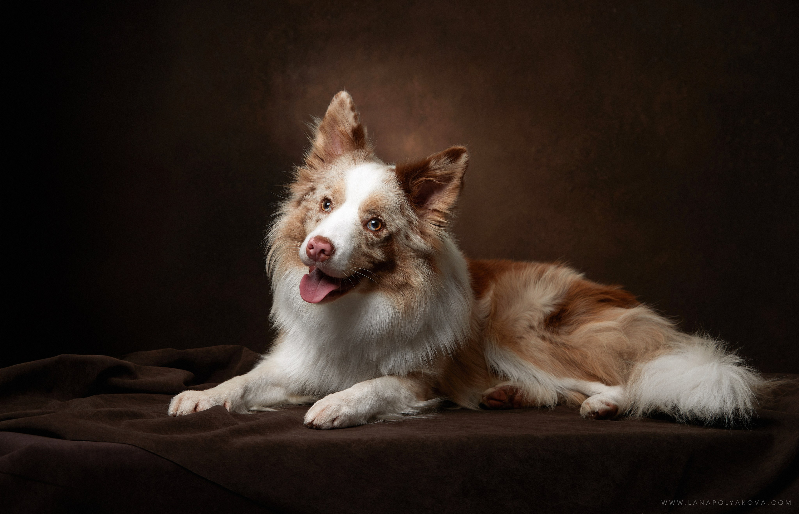 Оскар передает привет 👋. ФОТОГРАФ-АНИМАЛИСТ l LANA POLYAKOVA