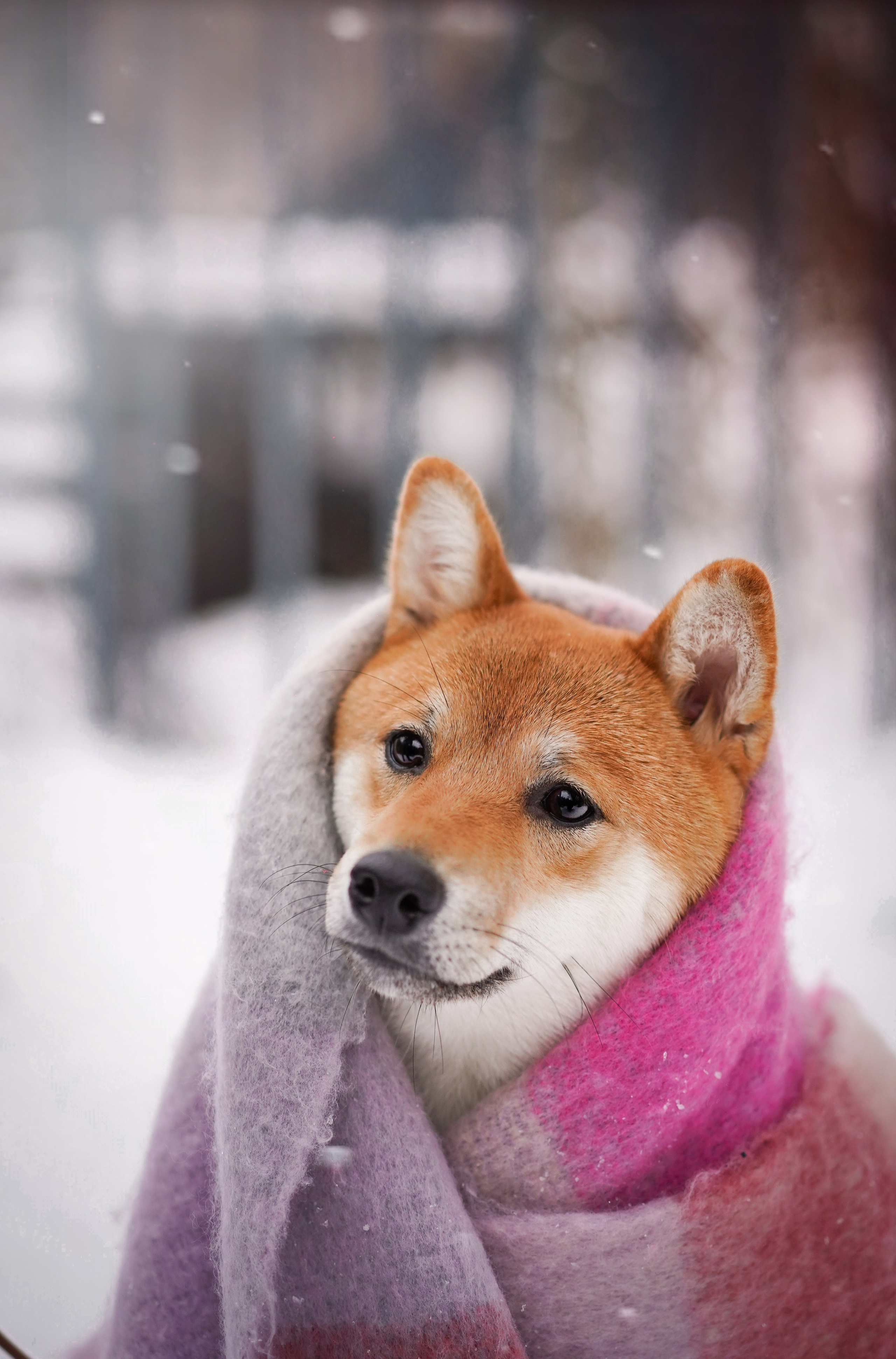 Алина и Юми. Фотограф-анималист в Санкт-Петербурге Яна Мартынова