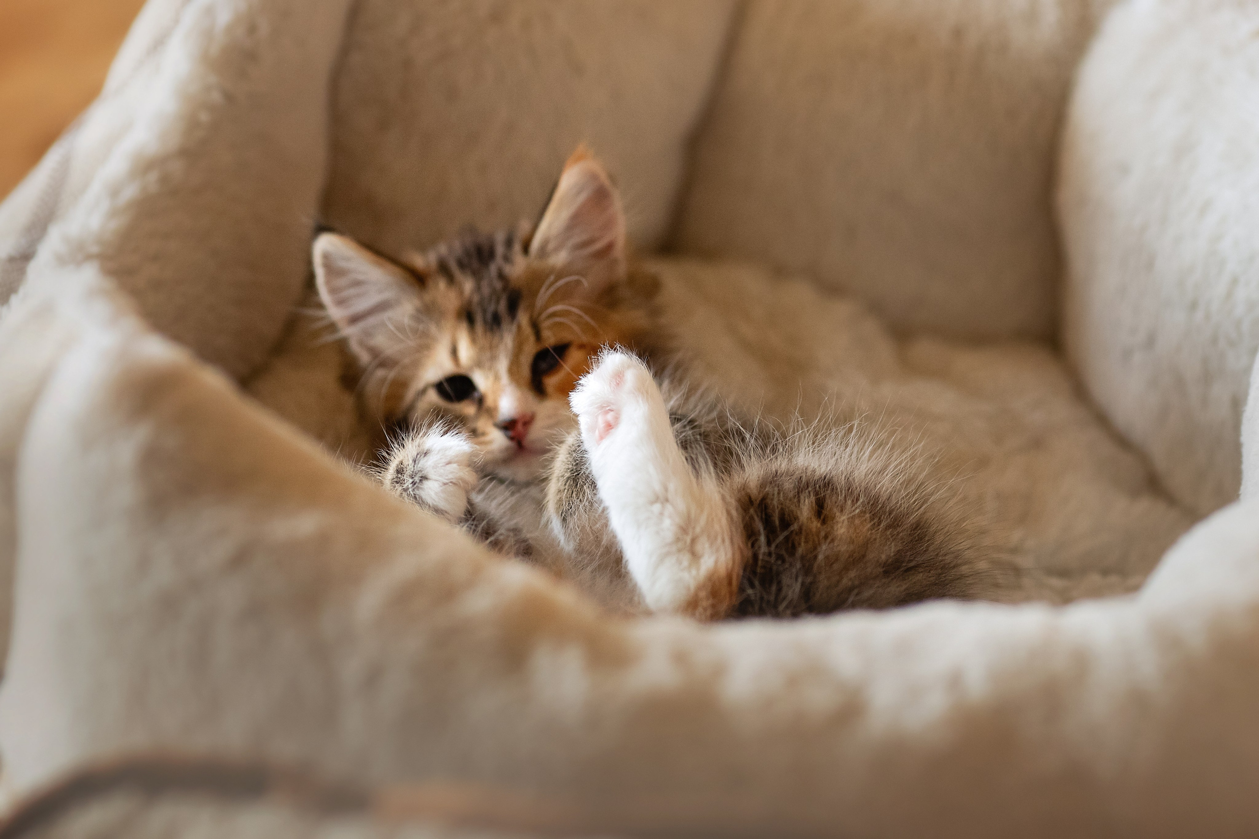 Котята в добрые руки. Арт фотограф в Минске Анастасия Корбут