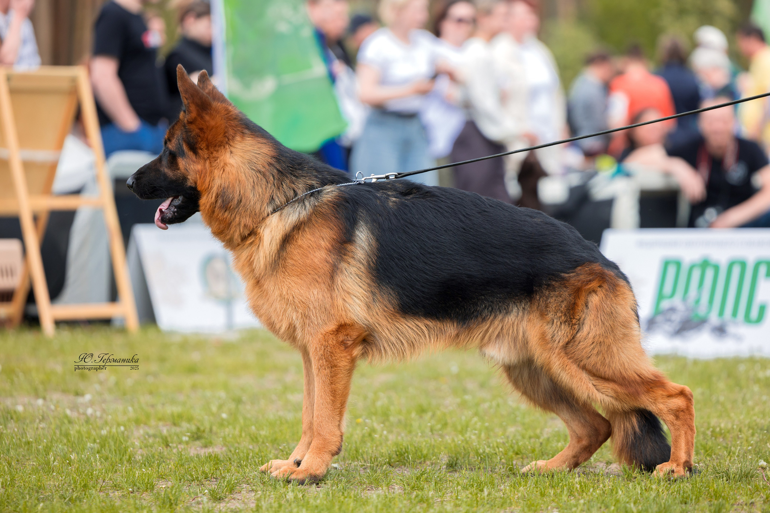 Суздаль(Владимир)17-18.05.2025. Фотограф-анималист Юлия Германика