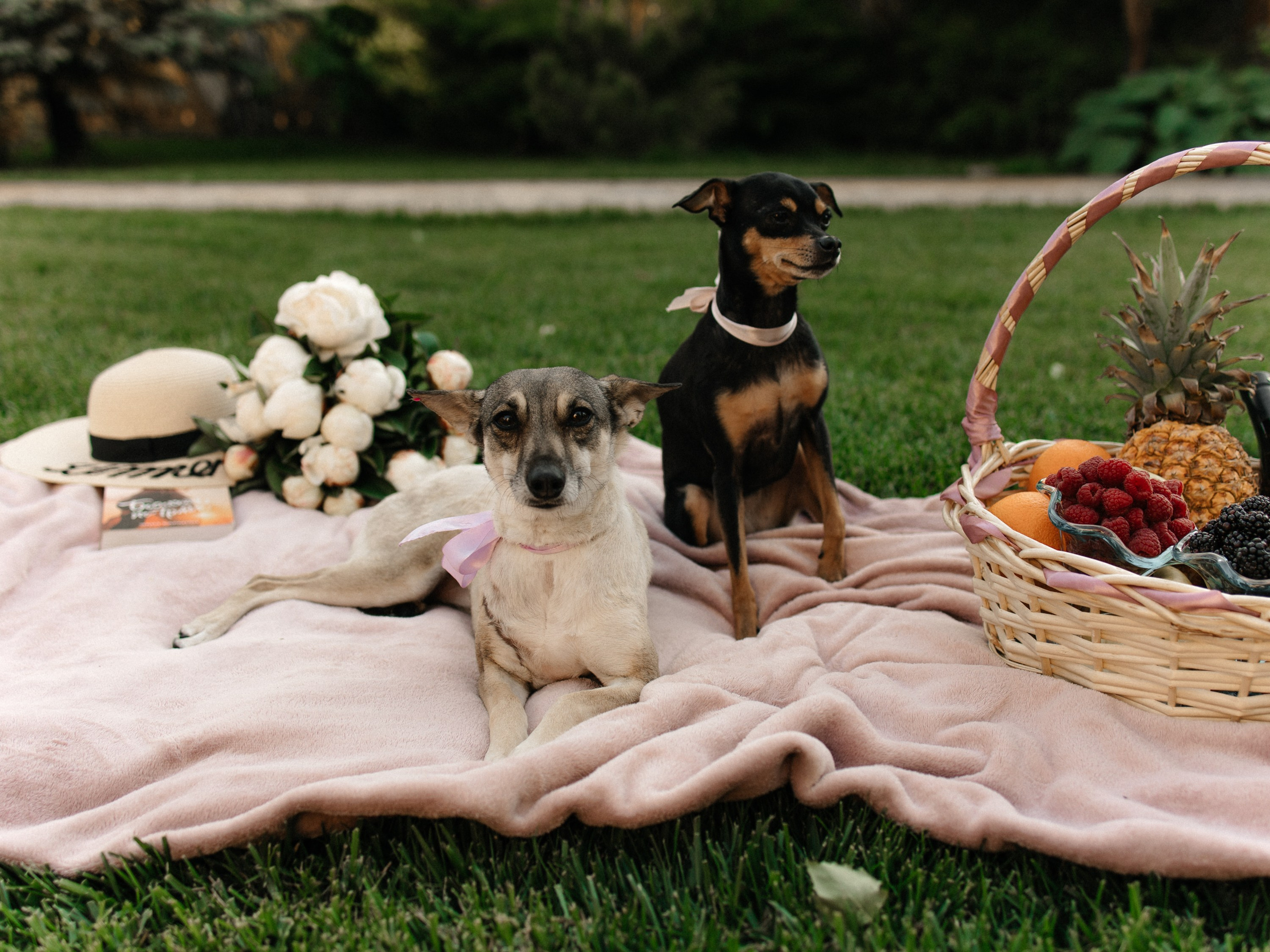 Love story с собачками. Семейный фотограф в Краснодаре Храмова Анна