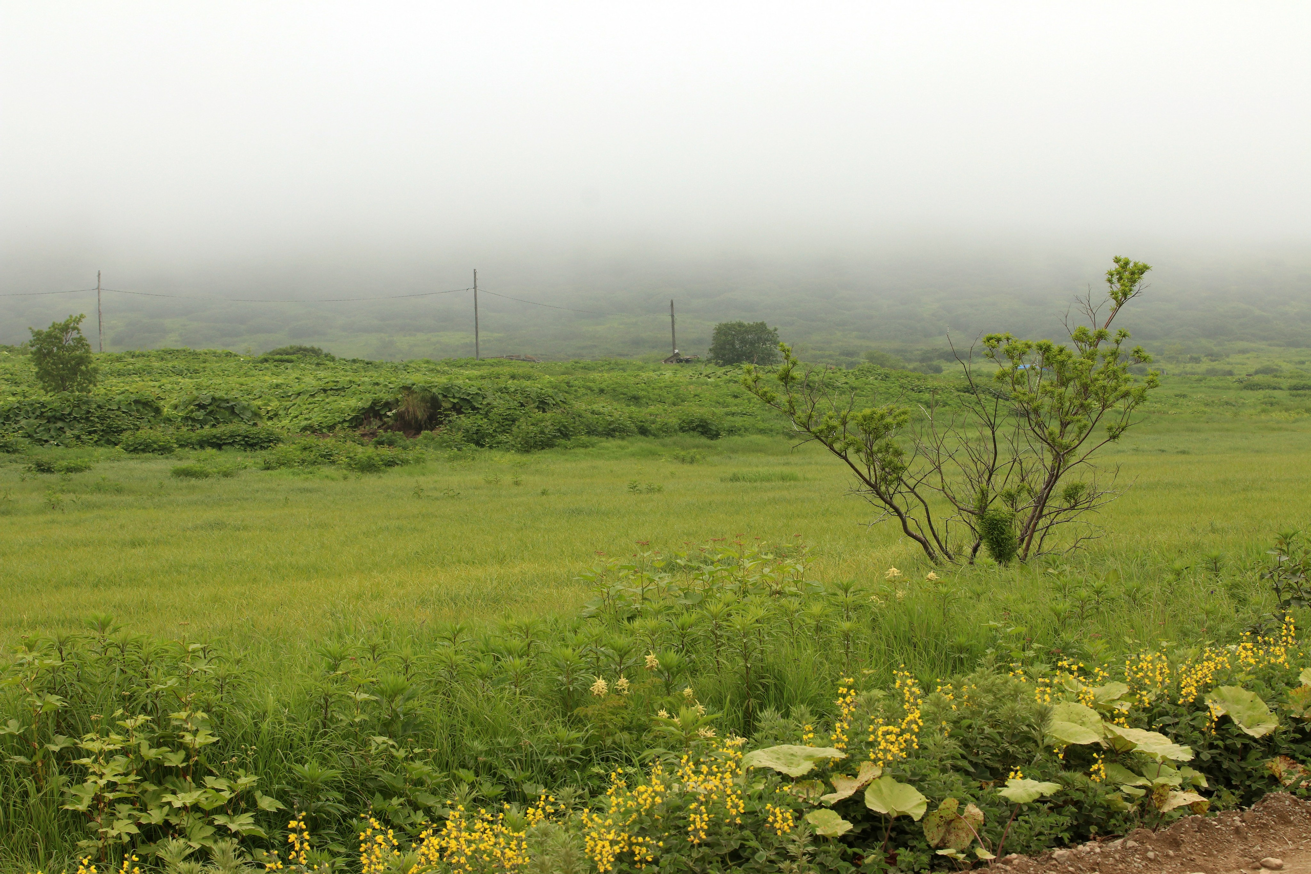 Камчатка и о. Парамушир. Июль 2024. Путешественник-фотограф из Санкт-Петербурга Татьяна Свистулина