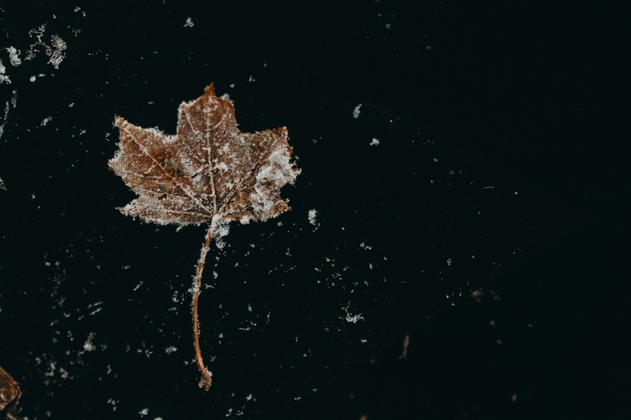 Ия и Барт. Фотограф — Анималист | Санкт-Петербург