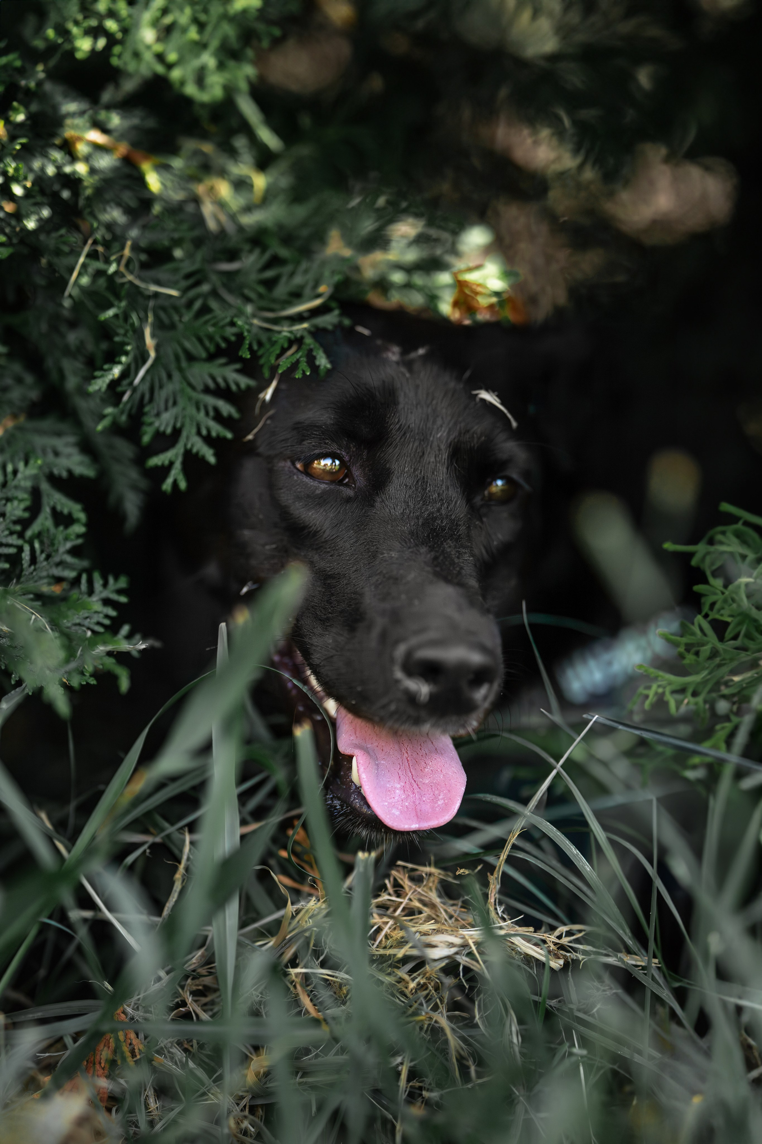 Кураторские питомцы Сириус. Ирина Голомб|Фотограф-анималист в  Сочи и Калининграде