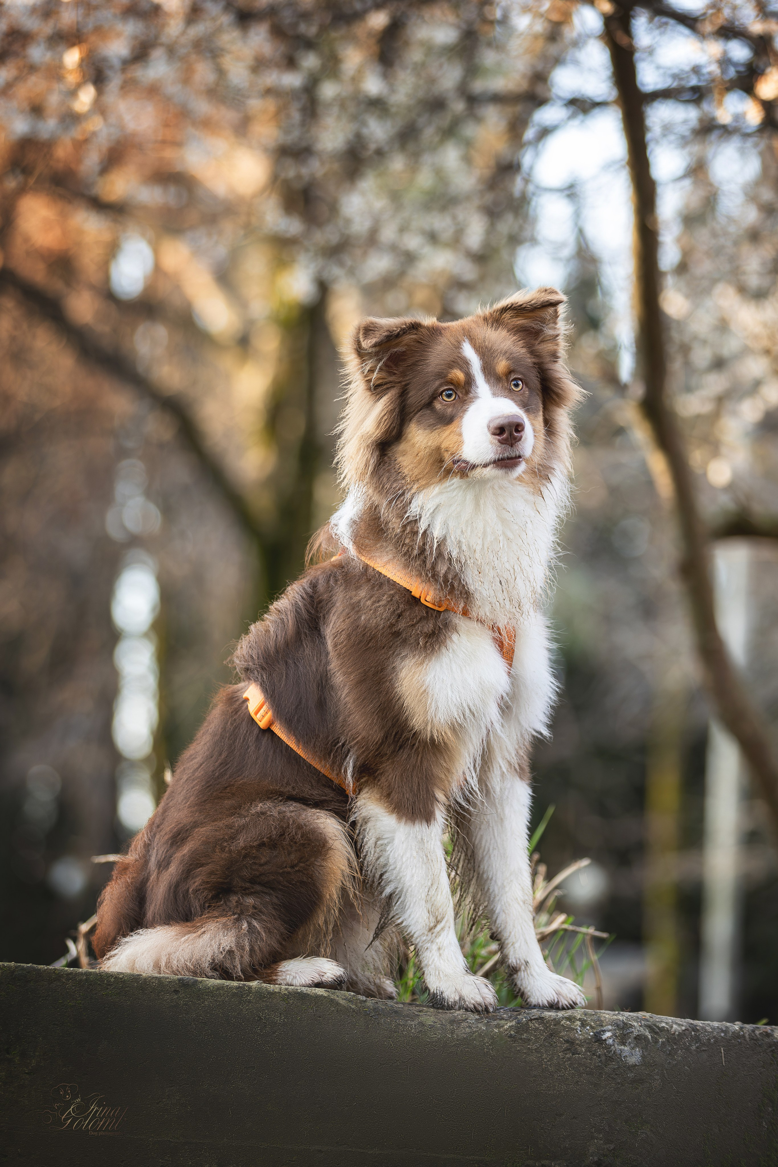 Бадди, Австралийская Овчарка. Ирина Голомб|Фотограф-анималист в  Сочи и Калининграде