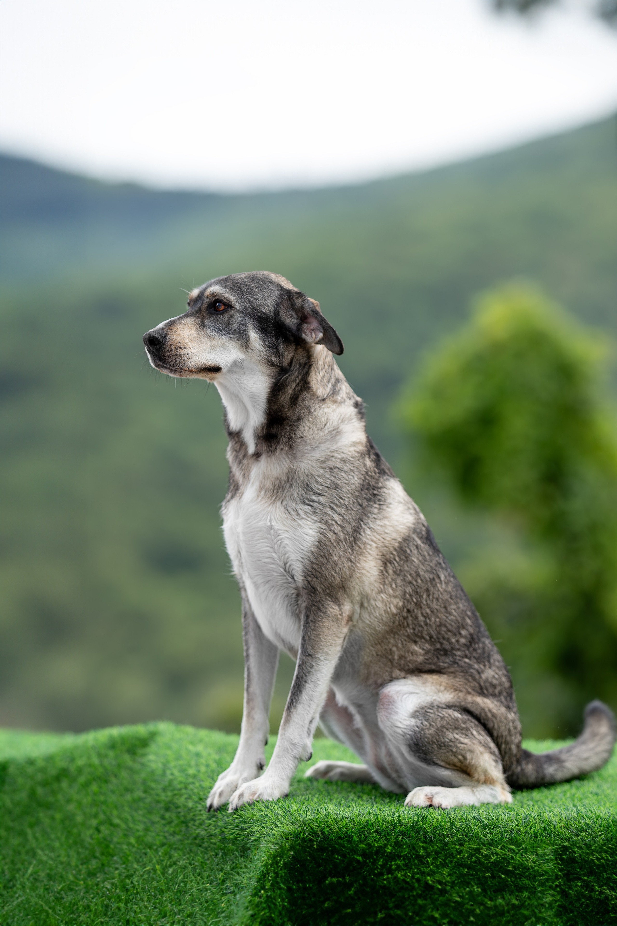 Мини-приют «Возрождение». Ирина Голомб|Фотограф-анималист в  Сочи и Калининграде